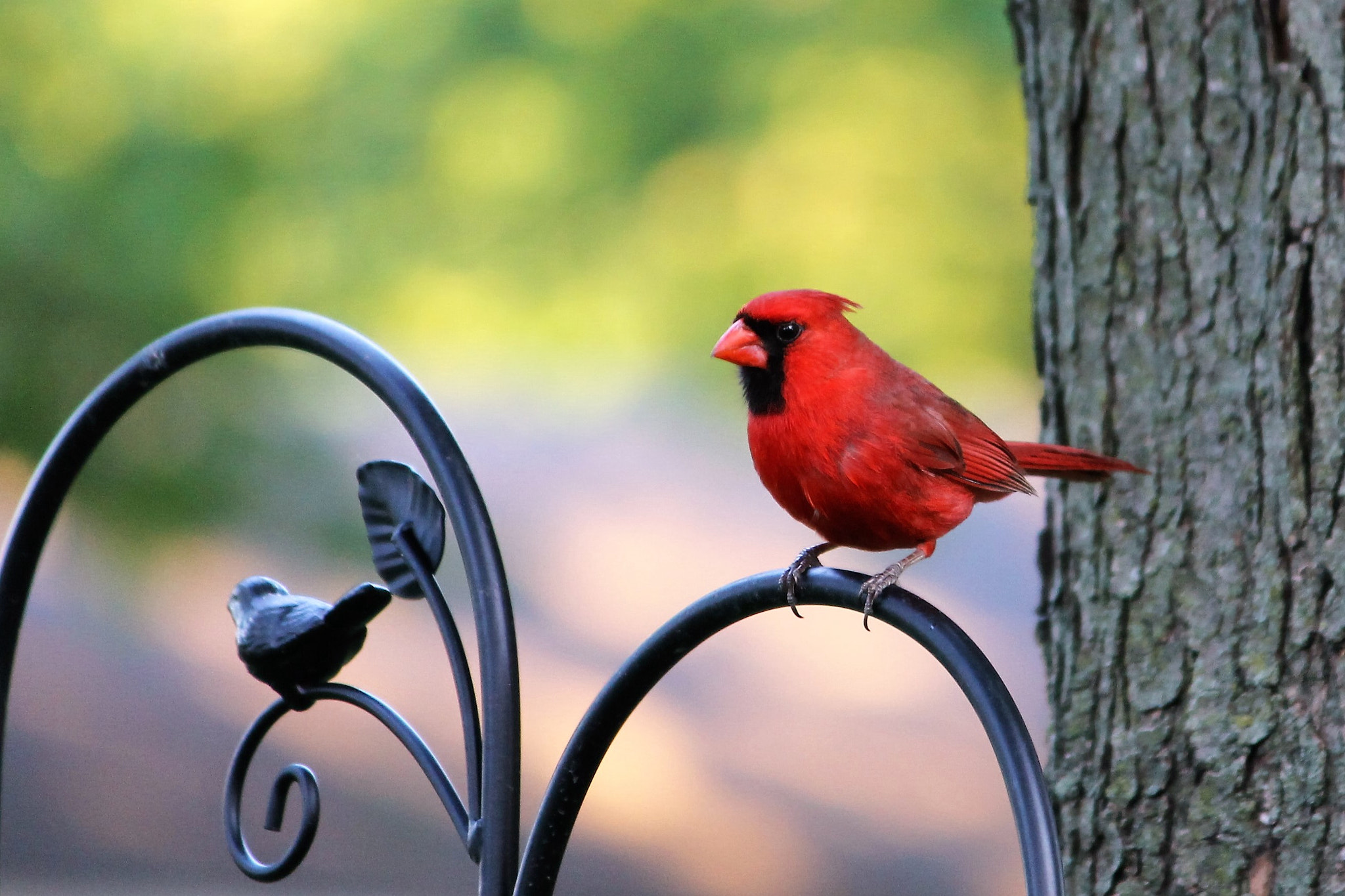 Canon EF-S 55-250mm F4-5.6 IS II sample photo. Male cardinal photography