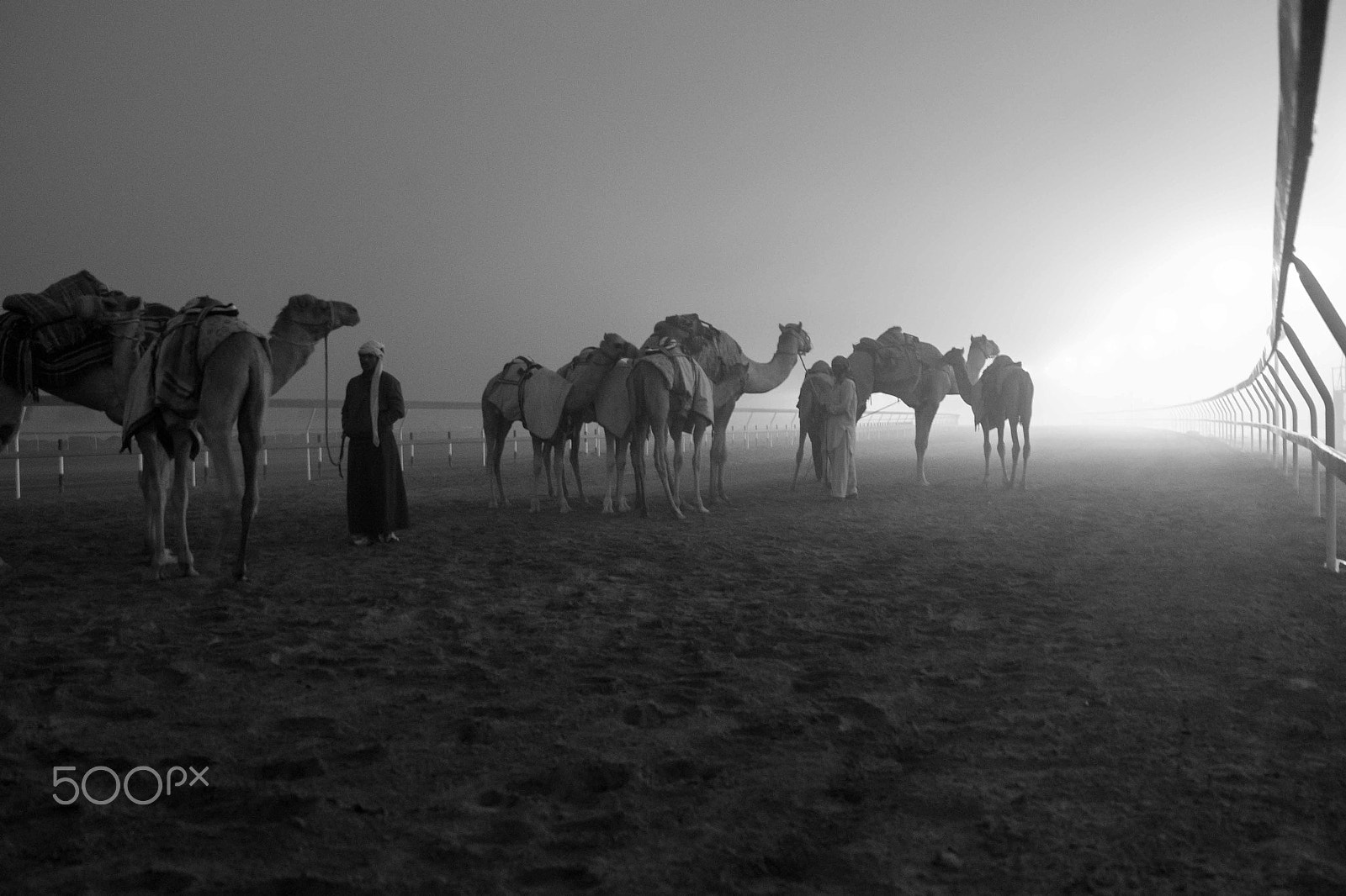 Canon EOS-1D Mark IV sample photo. Camel photography