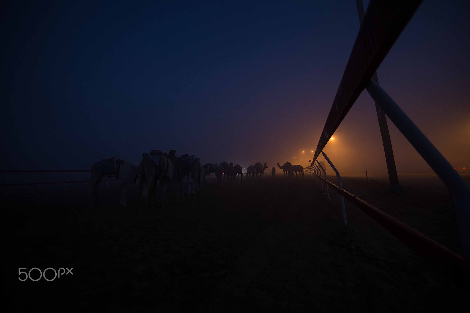 Canon EF 14mm F2.8L II USM sample photo. Camel photography