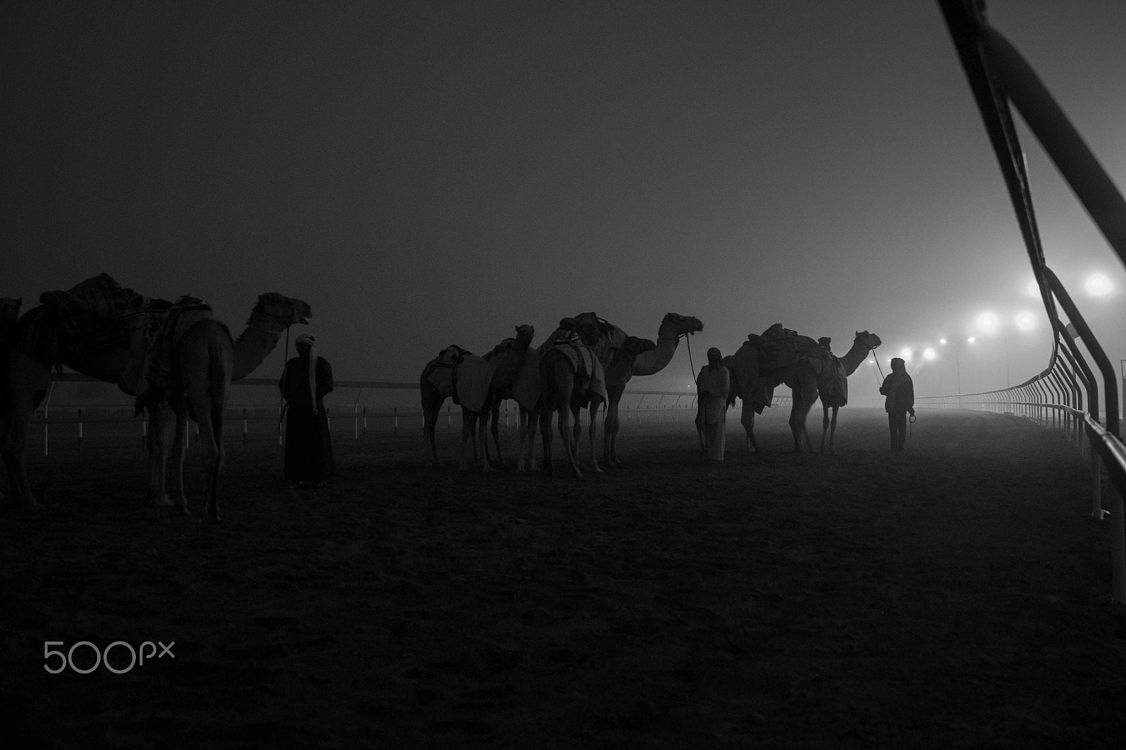 Canon EOS-1D Mark IV sample photo. Camel photography