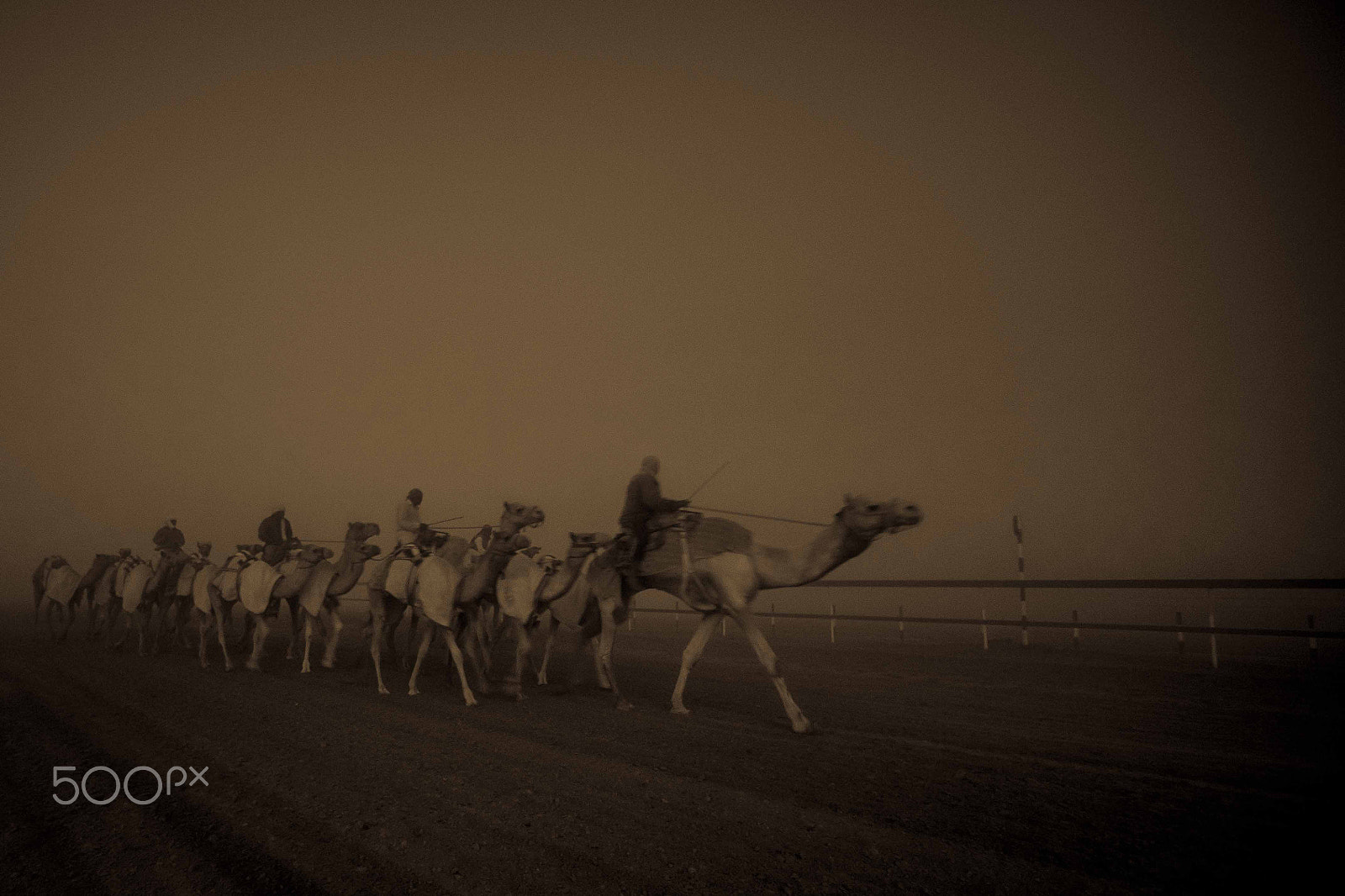 Canon EF 14mm F2.8L II USM sample photo. Camel photography