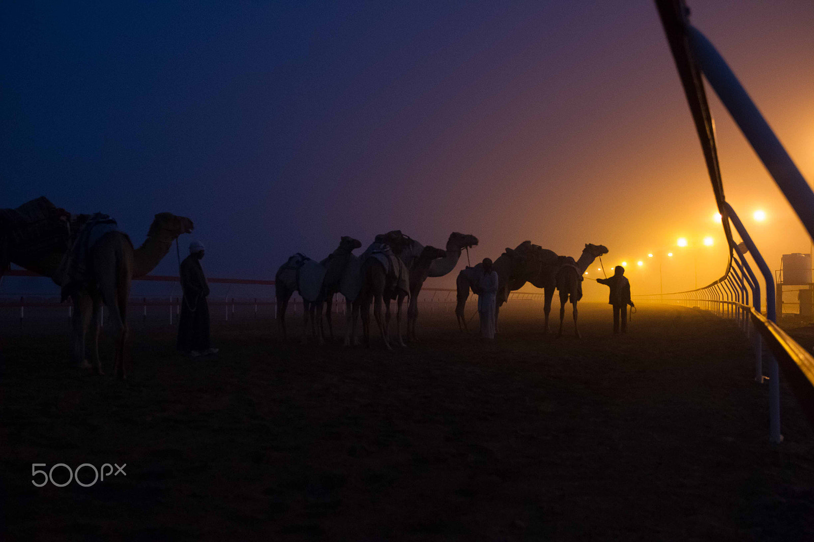 Canon EOS-1D Mark IV sample photo. Camel photography