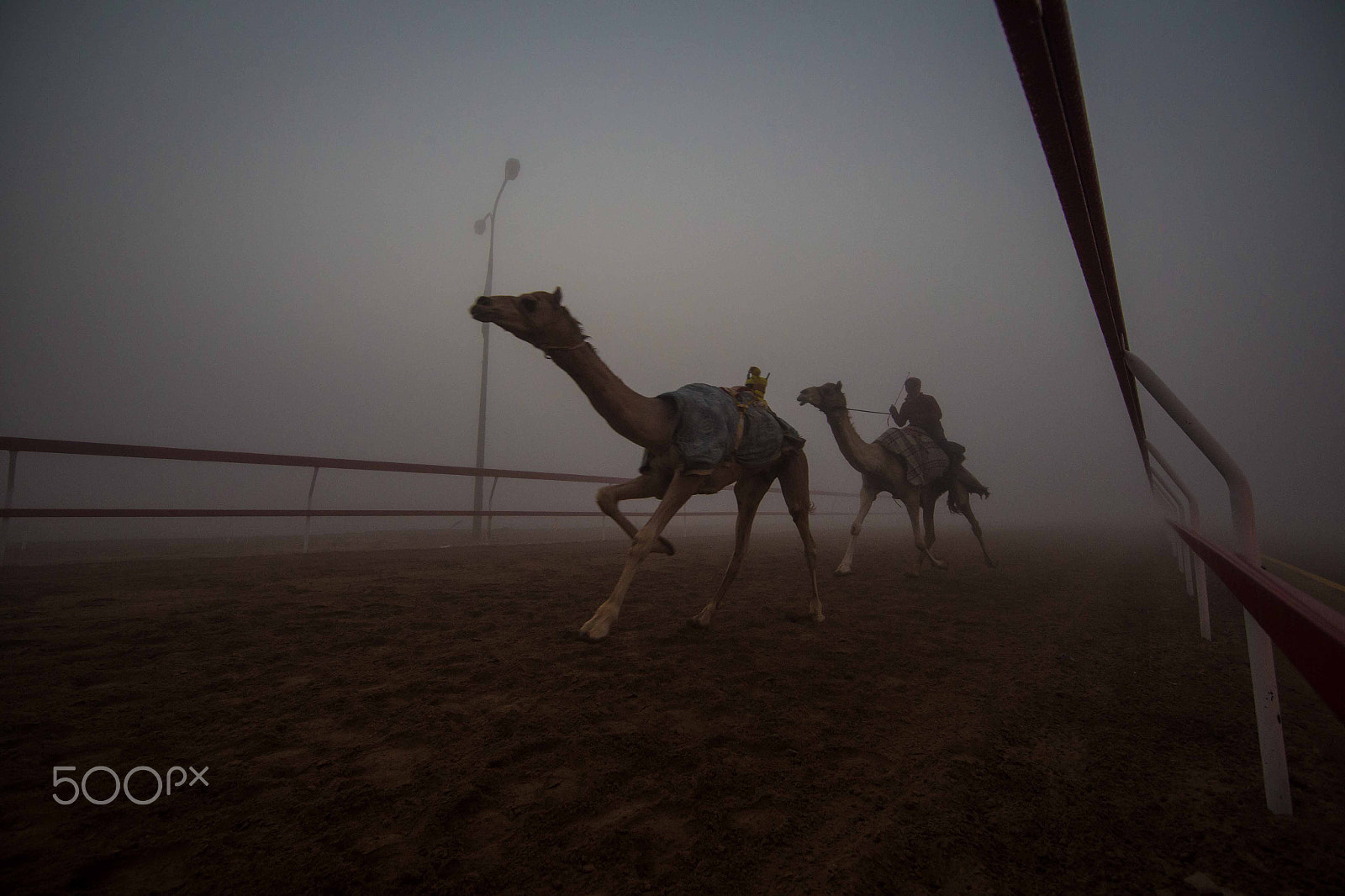Canon EF 14mm F2.8L II USM sample photo. Camel photography