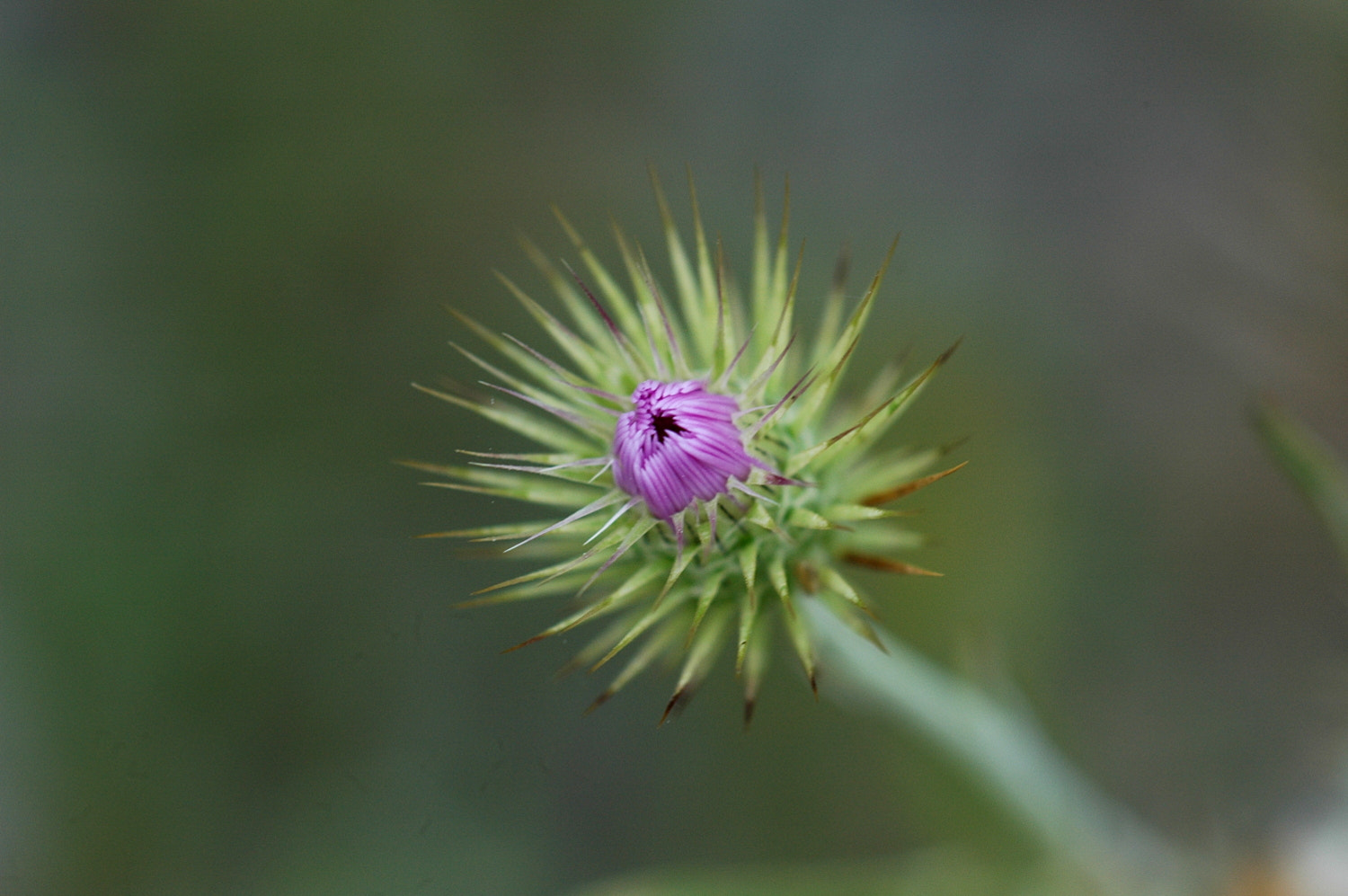 Nikon D70s + Sigma Macro 90mm F2.8 sample photo. A photography