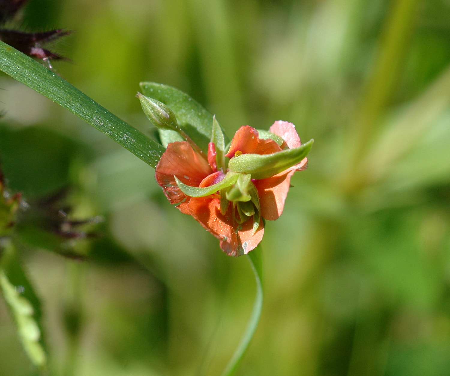 Nikon D70s + Sigma Macro 90mm F2.8 sample photo. A photography
