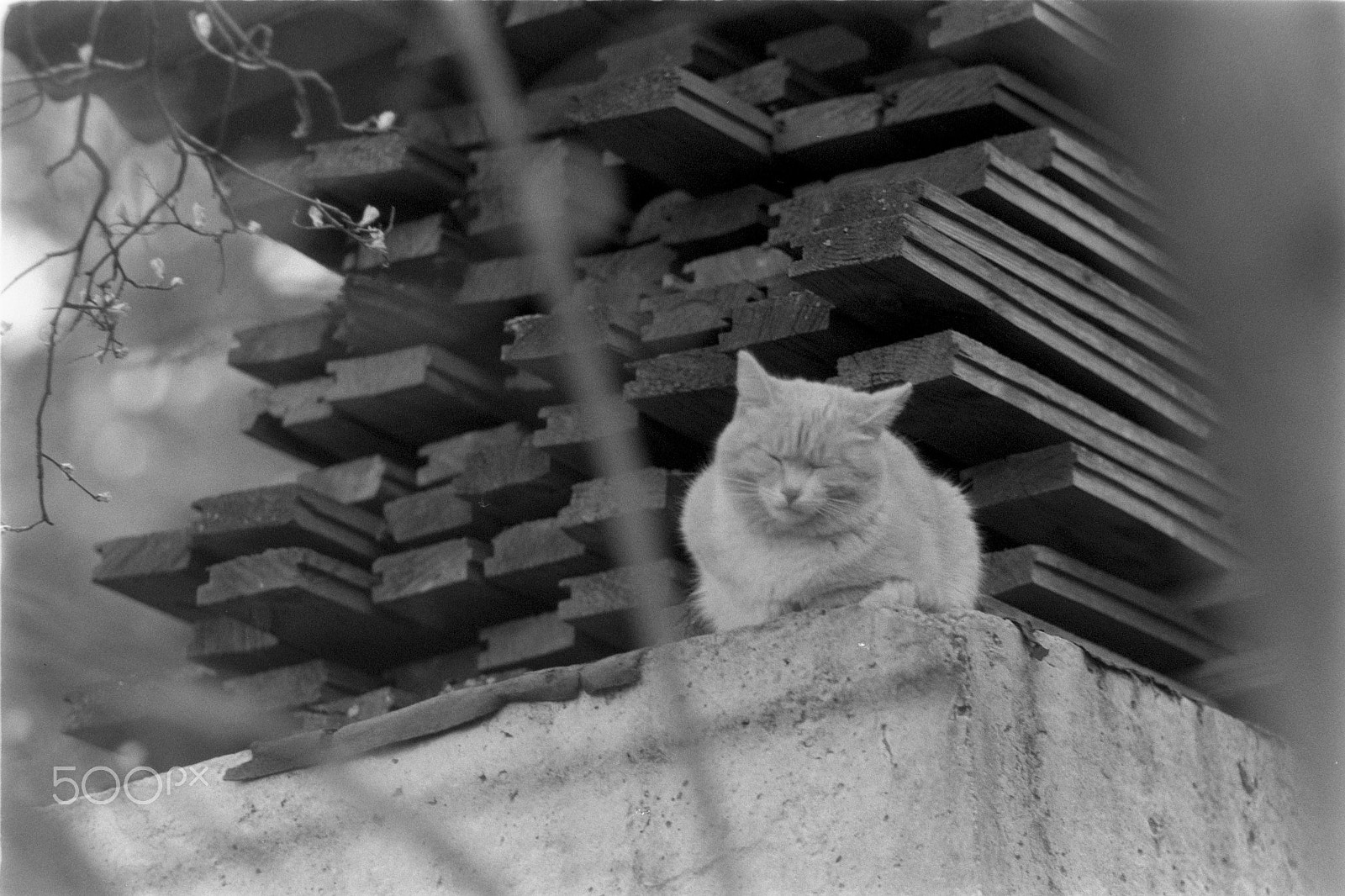 Nikon D5200 + AF Nikkor 50mm f/1.8 sample photo. Dreaming cat photography