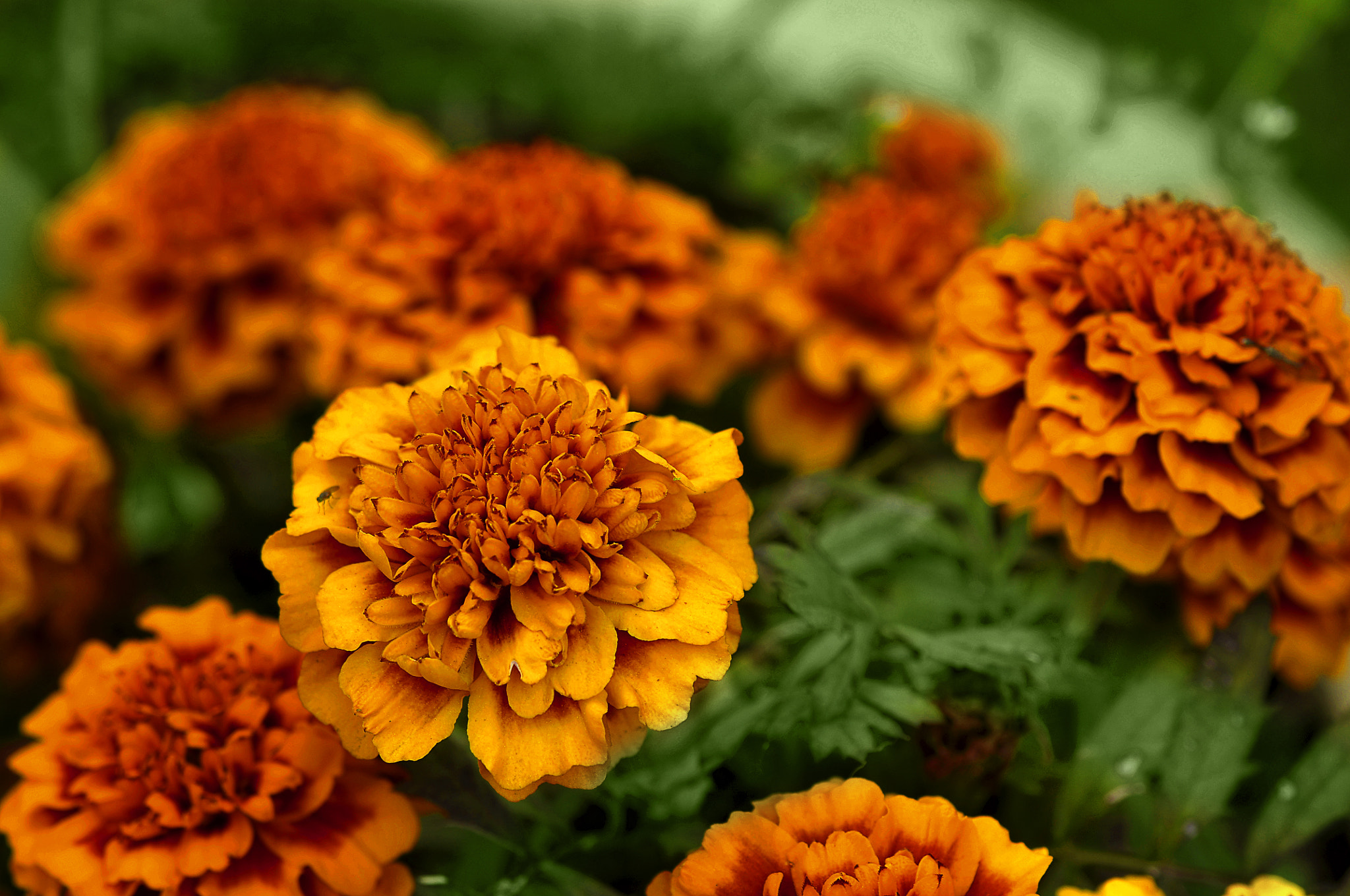 AF Micro-Nikkor 105mm f/2.8 sample photo. Я самая яркая photography