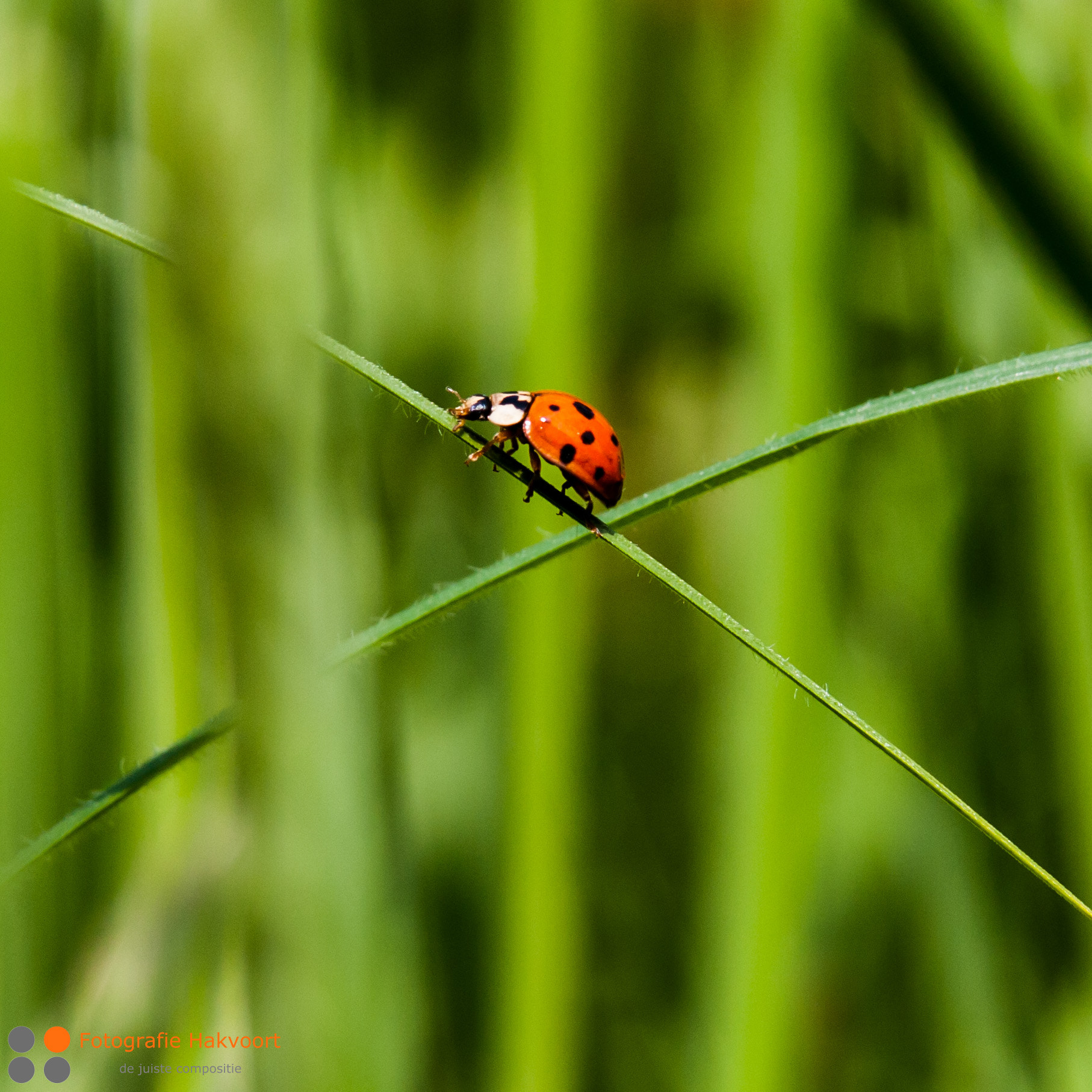 Sigma APO 50-150mm f/2.8 [II] EX DC HSM sample photo. Choices photography