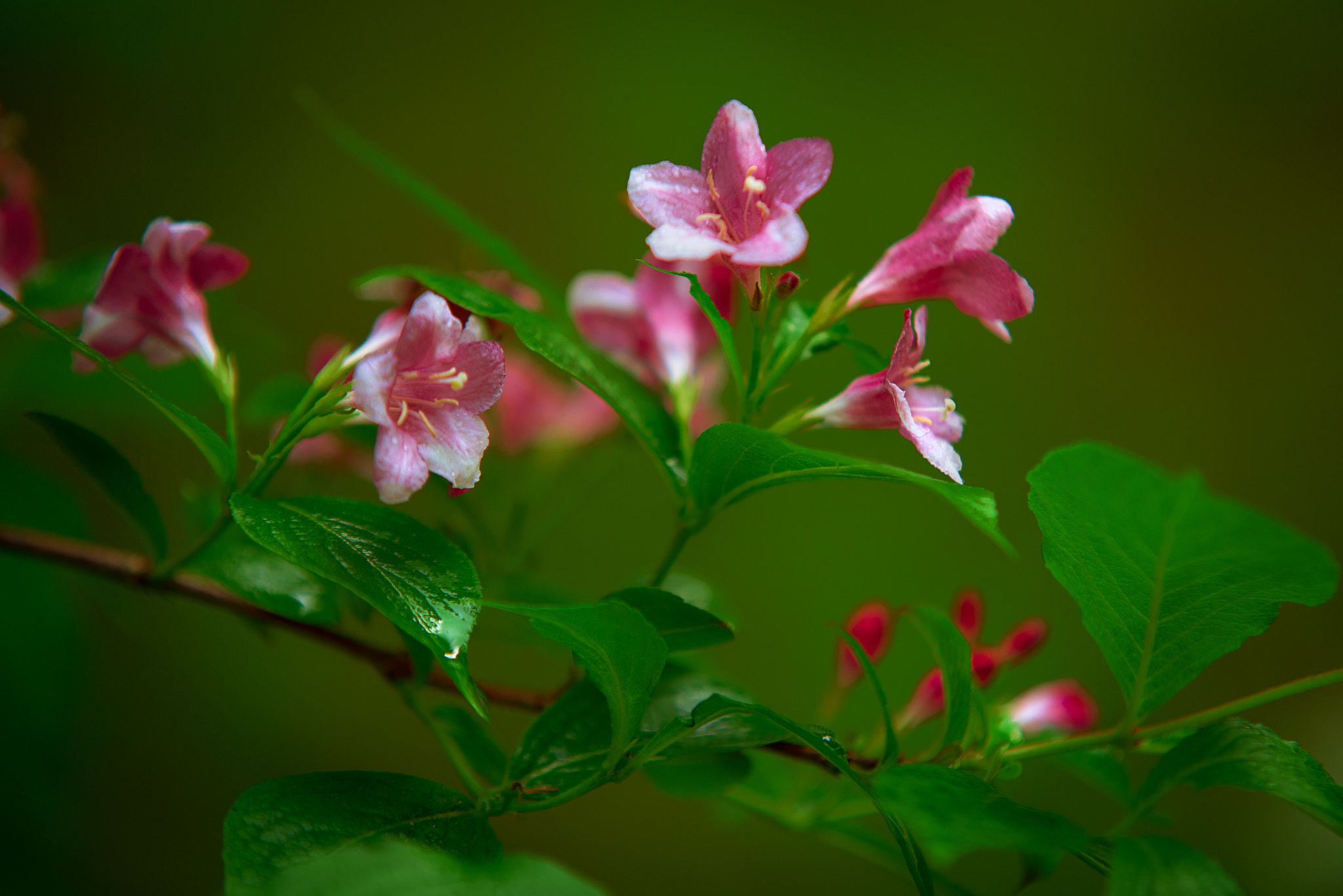 Sigma 70-200mm F2.8 EX DG Macro HSM II sample photo. The beauty of spring photography