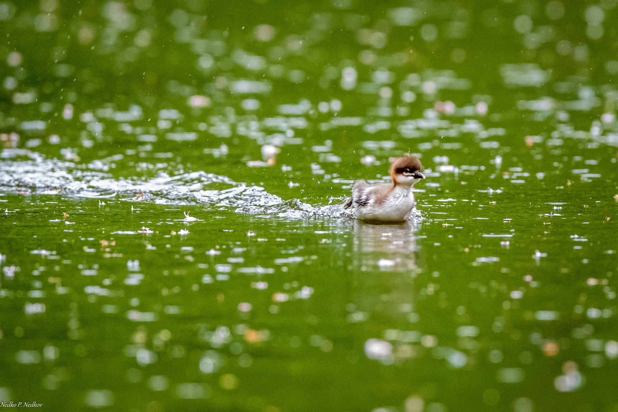 Nikon AF-S Nikkor 600mm F4E FL ED VR sample photo. Speedy gonzalez photography