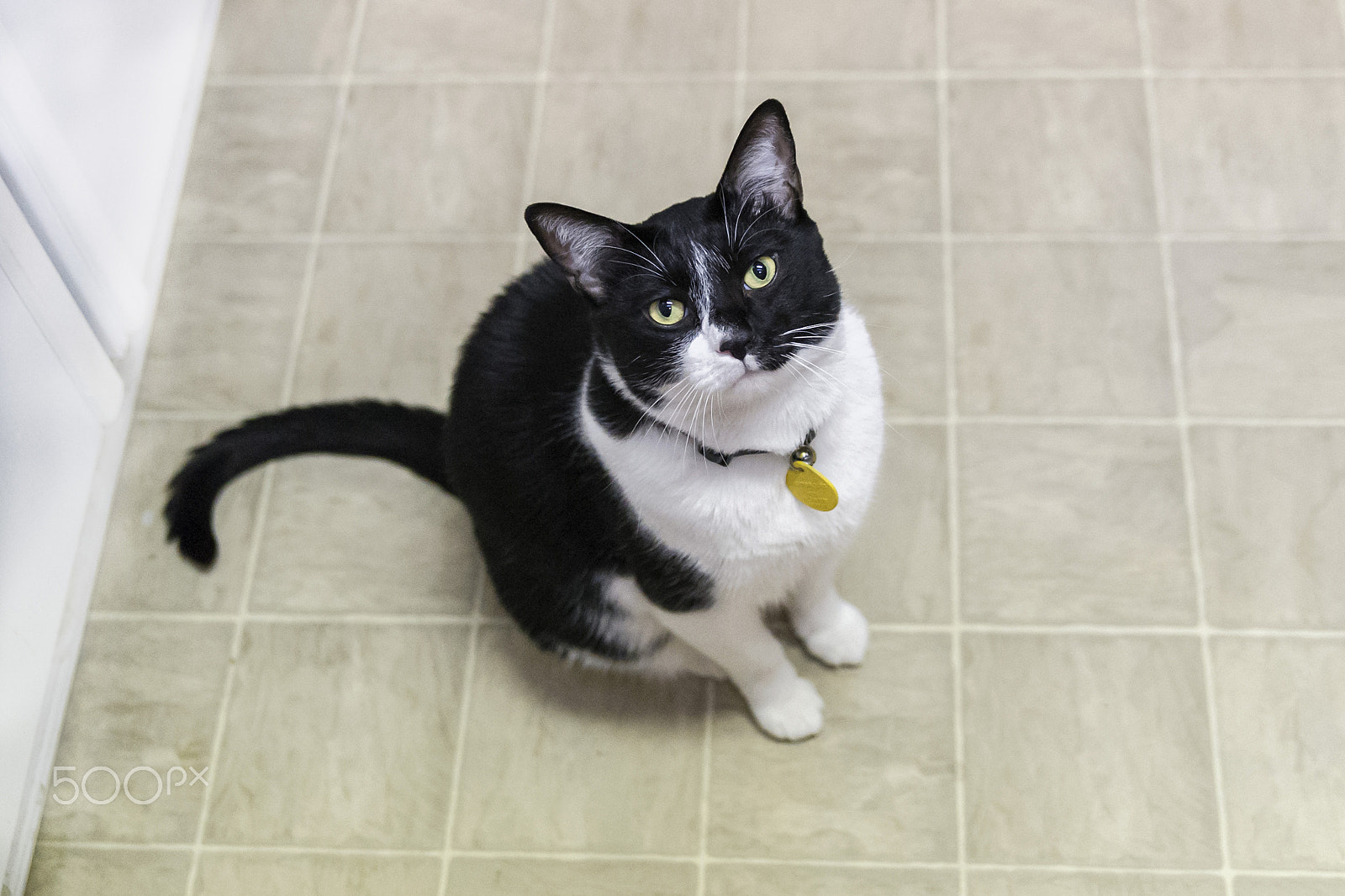 Nikon D3S sample photo. Tibbles the cat is hungry photography