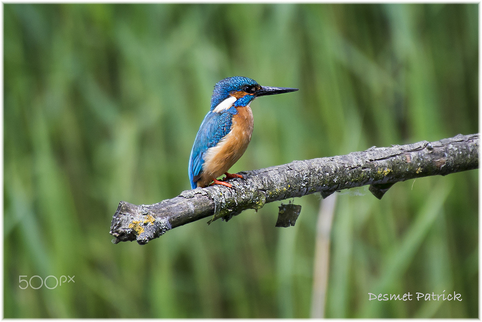 Sigma 50-500mm F4.5-6.3 DG OS HSM sample photo. Ijsvogel photography