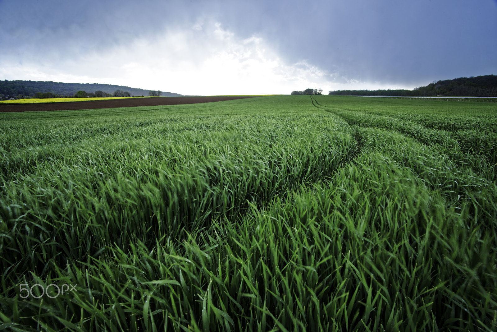 Nikon D600 sample photo. Green fields photography