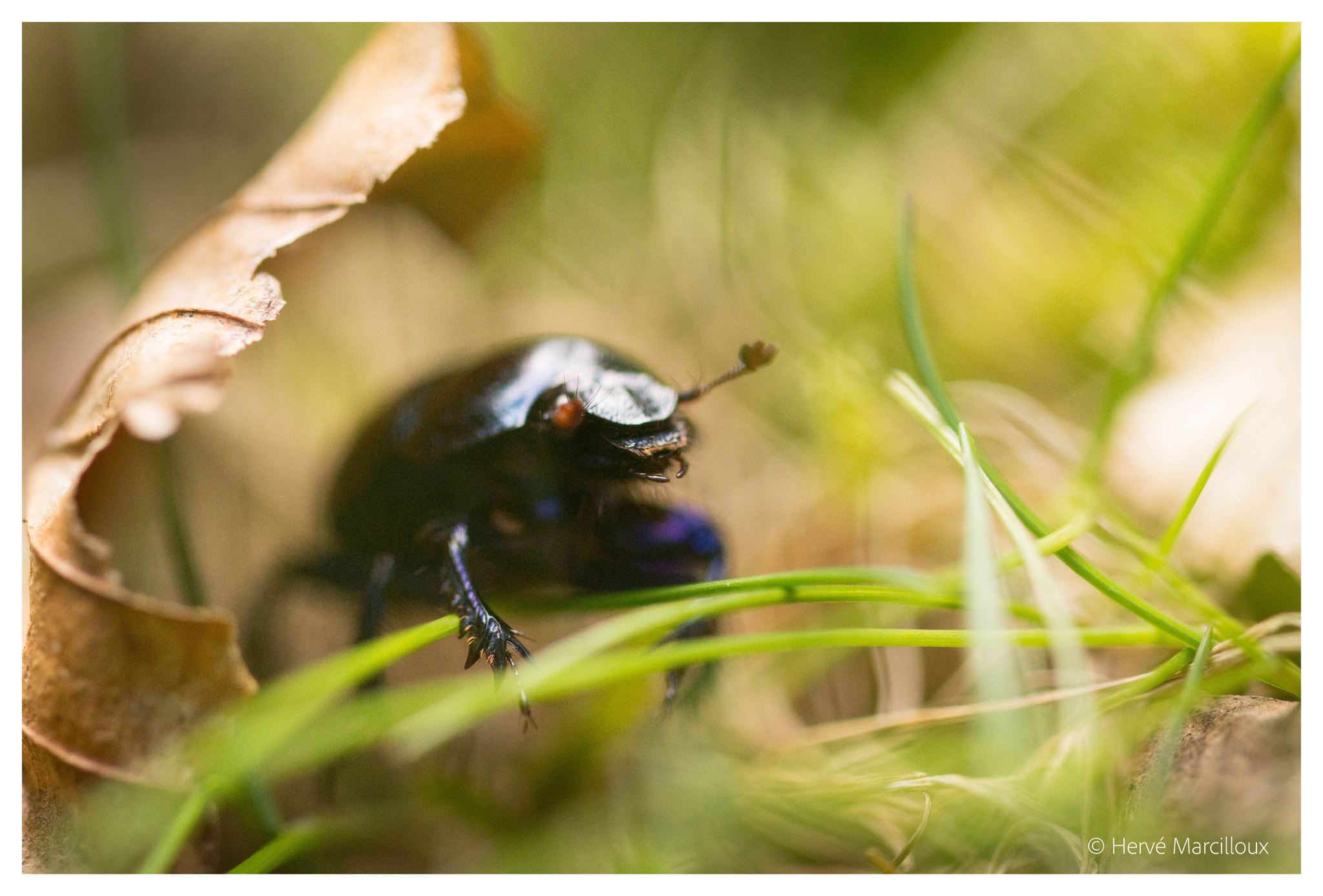 Sony SLT-A77 + 105mm F2.8 sample photo. Finding its own way photography