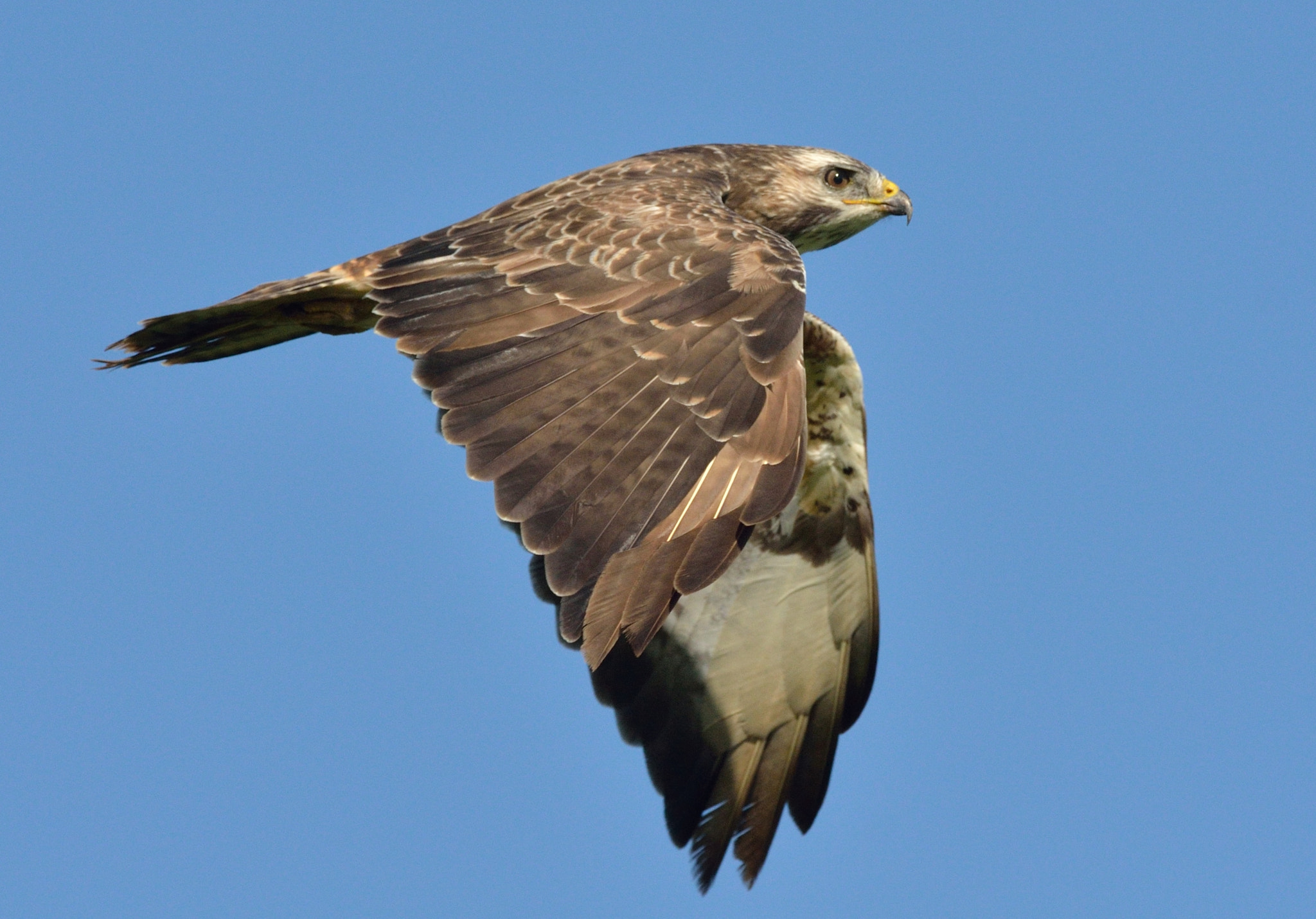 Nikon D7000 + Nikon AF-S Nikkor 400mm F2.8D ED-IF II sample photo. Buizerd photography