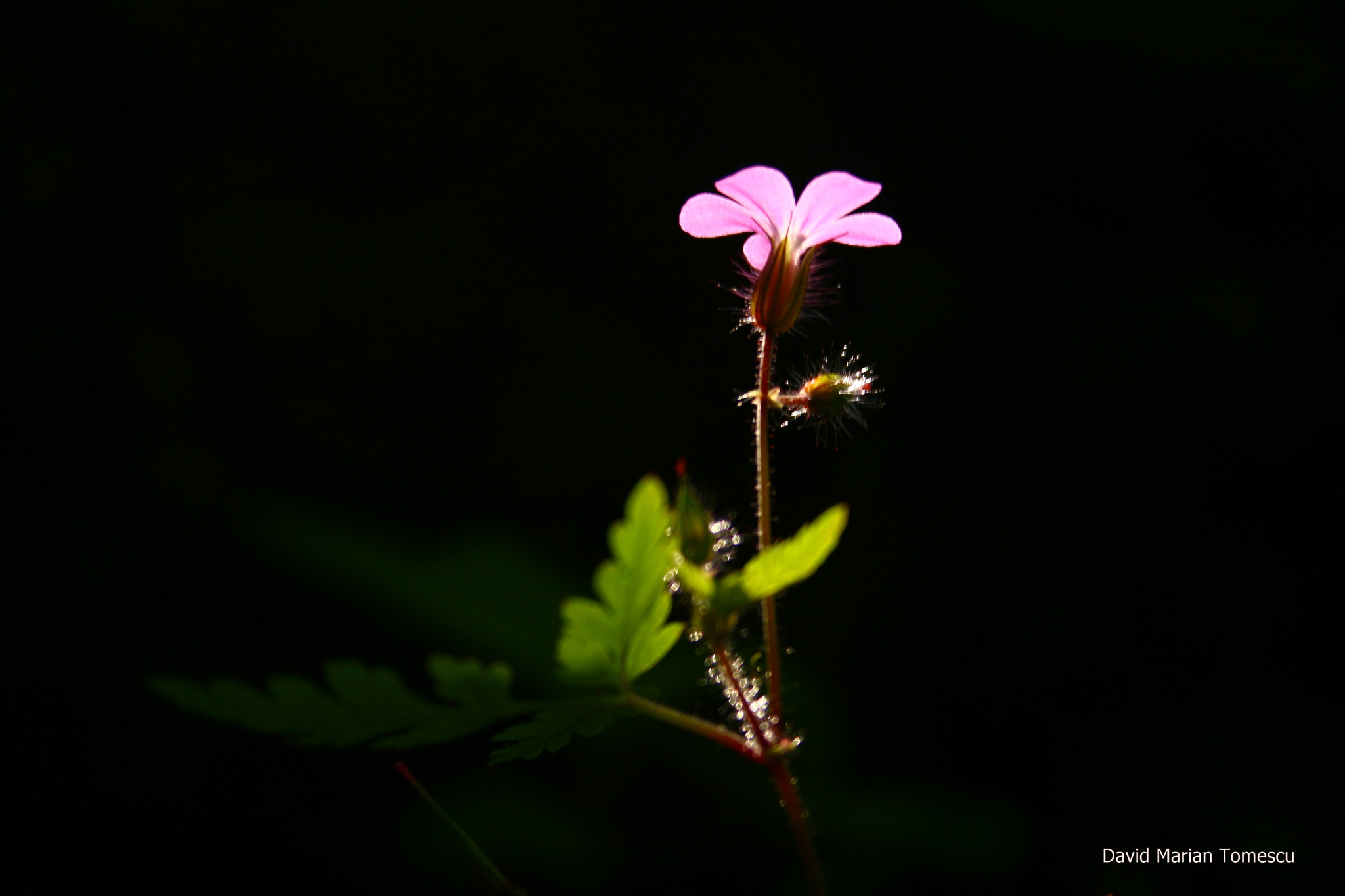 Canon EF-S 18-55mm F3.5-5.6 sample photo. Flower photography