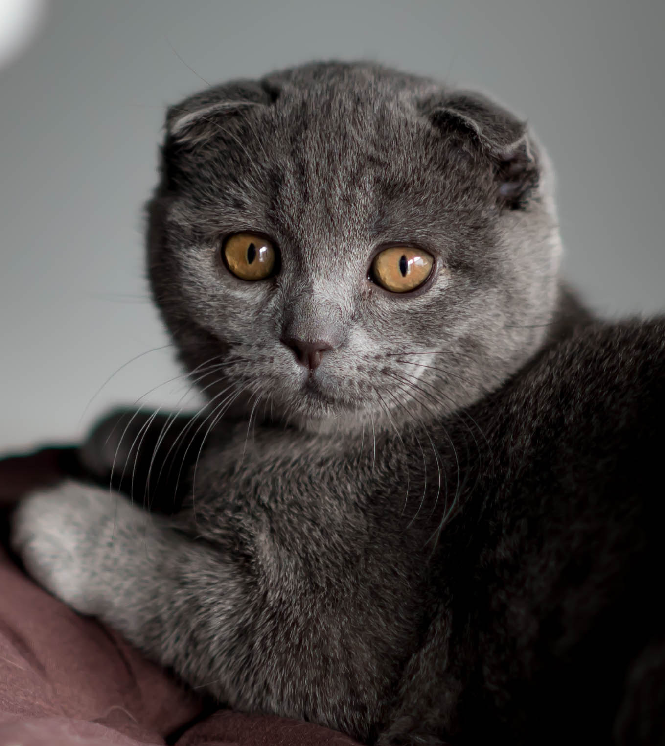 ZEISS Milvus 50mm F1.4 sample photo. Baby cat photography
