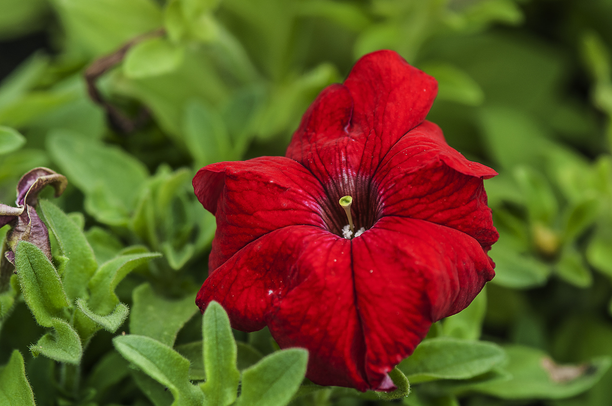 Nikon D300 + AF Micro-Nikkor 105mm f/2.8 sample photo. Прекрасная photography