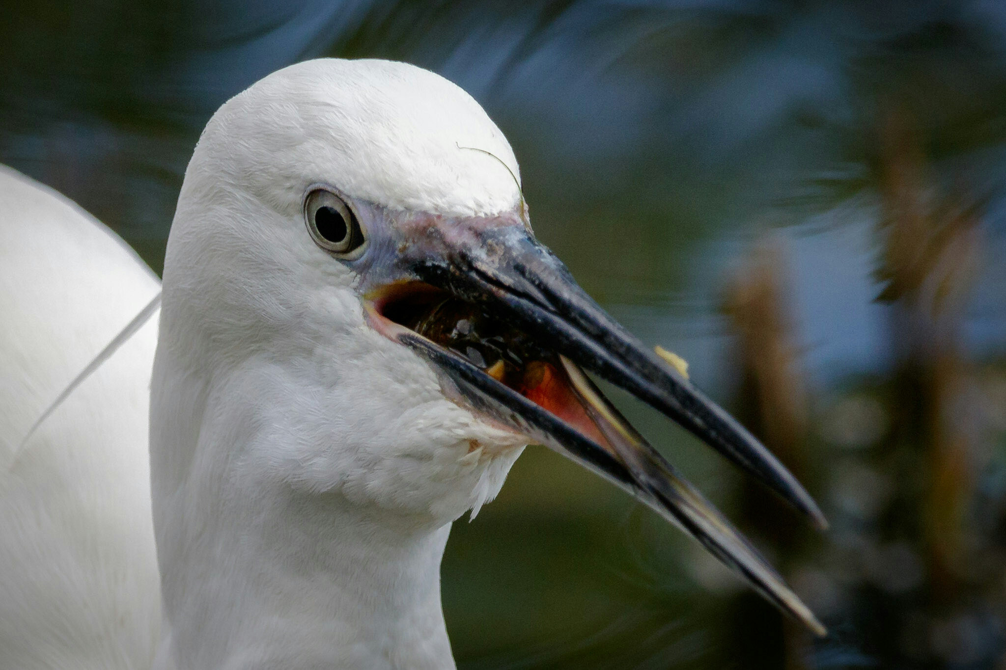 Canon EF-S 55-250mm F4-5.6 IS STM sample photo. Little egret  photography
