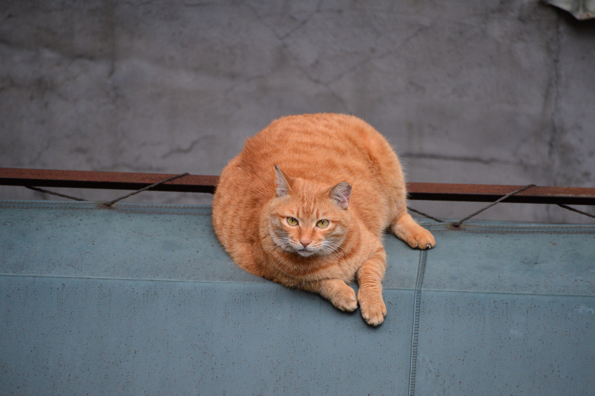 Nikon Df sample photo. Cat on the roof photography