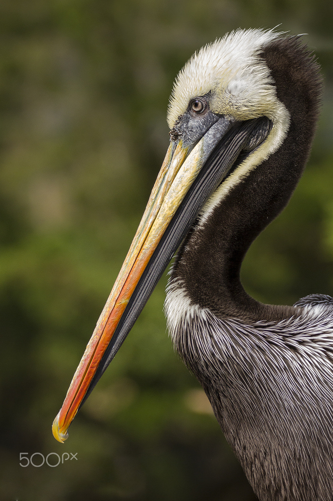 Sigma 150-600mm F5-6.3 DG OS HSM | C sample photo. Pelican profile photography