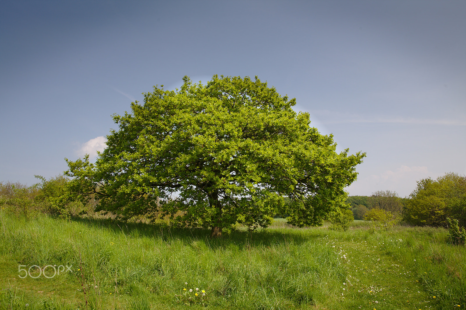 Canon EOS 5D + Canon EF 24mm F1.4L II USM sample photo. Thetree photography