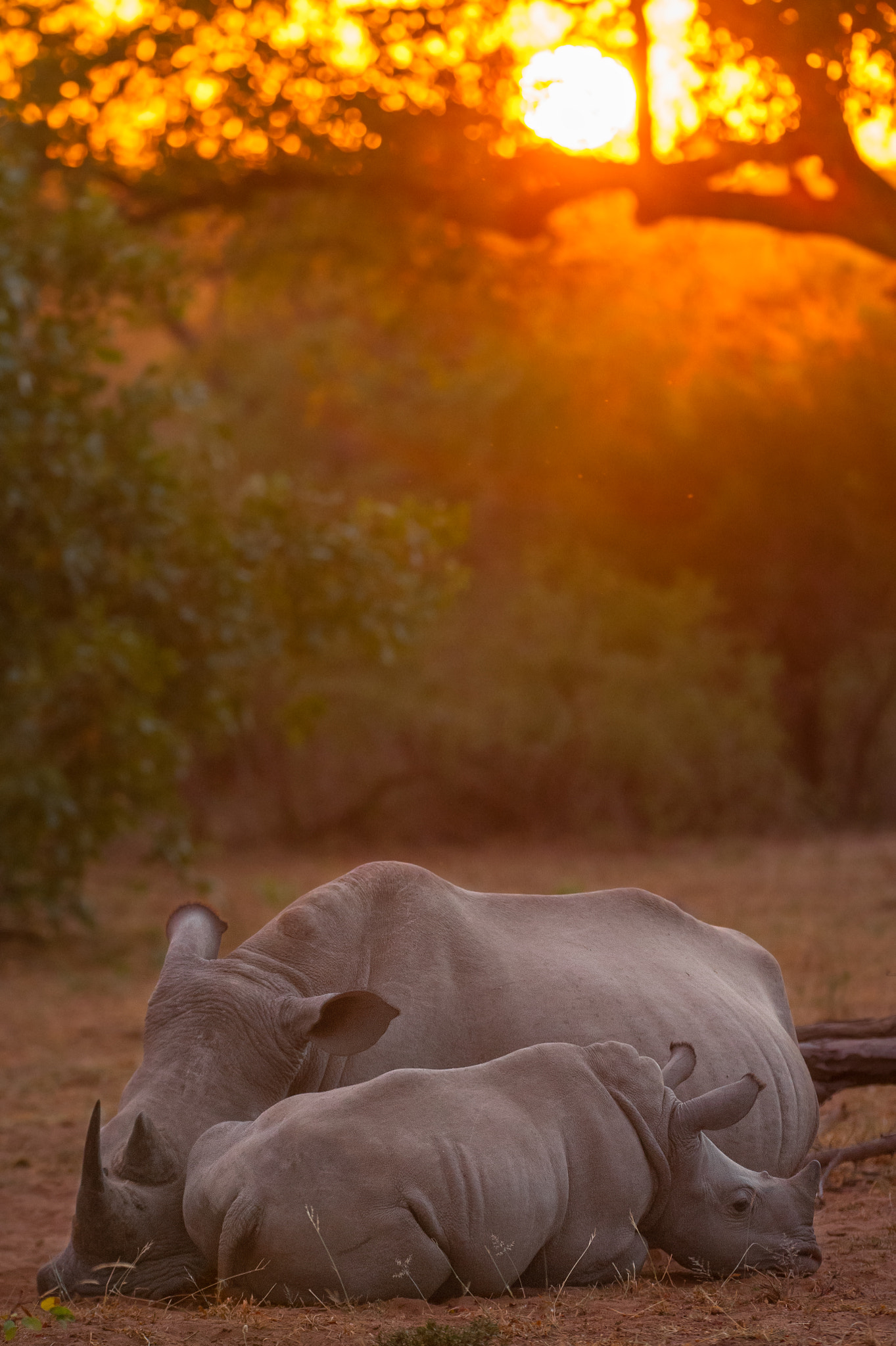 Nikon D3 sample photo. Sunrise rhino photography