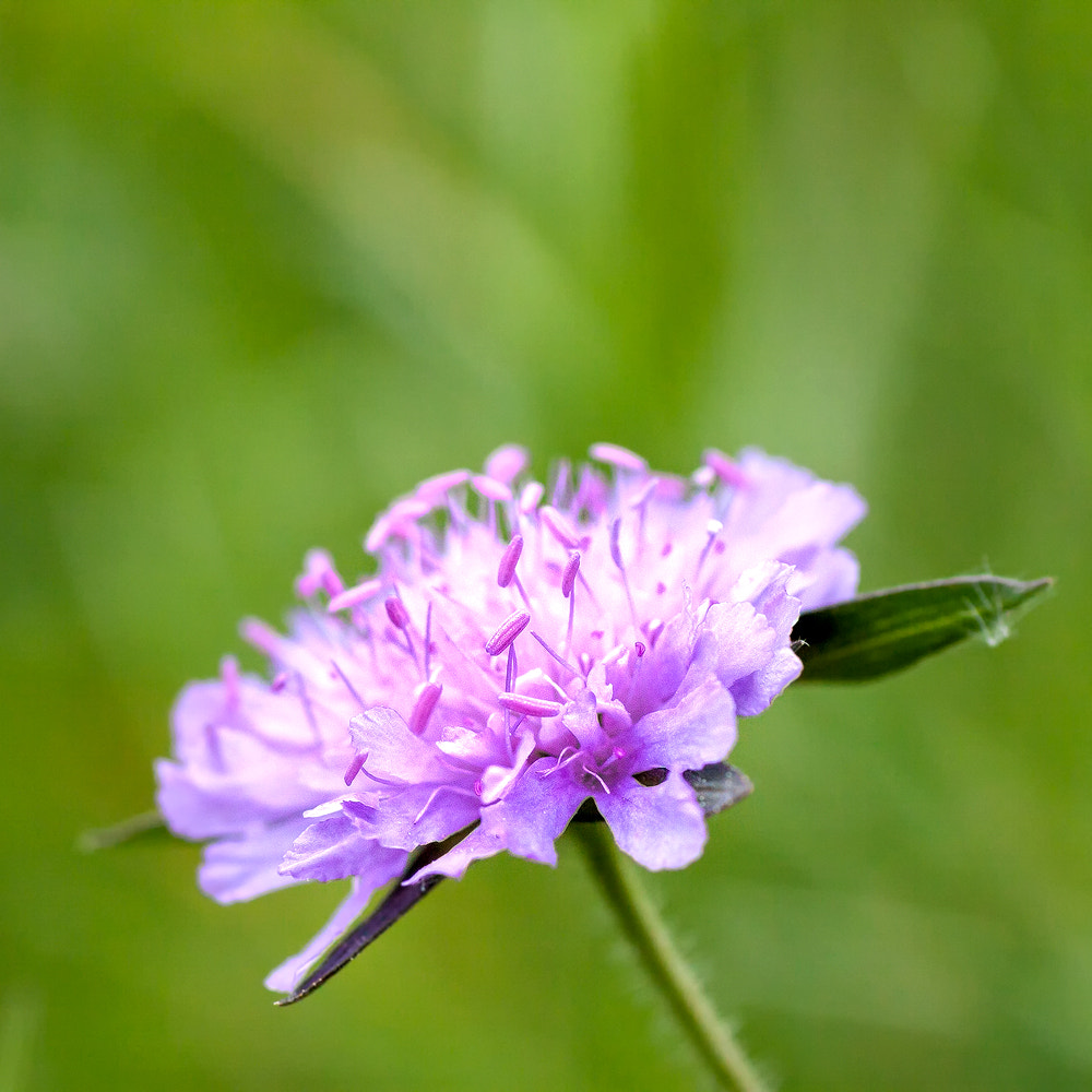 Canon EOS 50D + Canon EF 50mm F2.5 Macro sample photo. Details photography