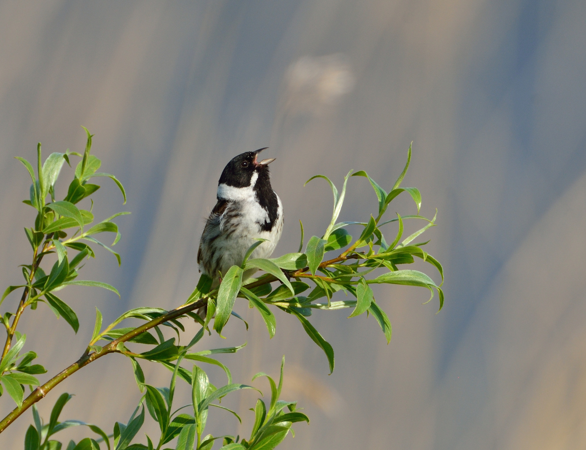 AF-S Nikkor 600mm f/4D IF-ED + TC-14E sample photo. Rietgors photography