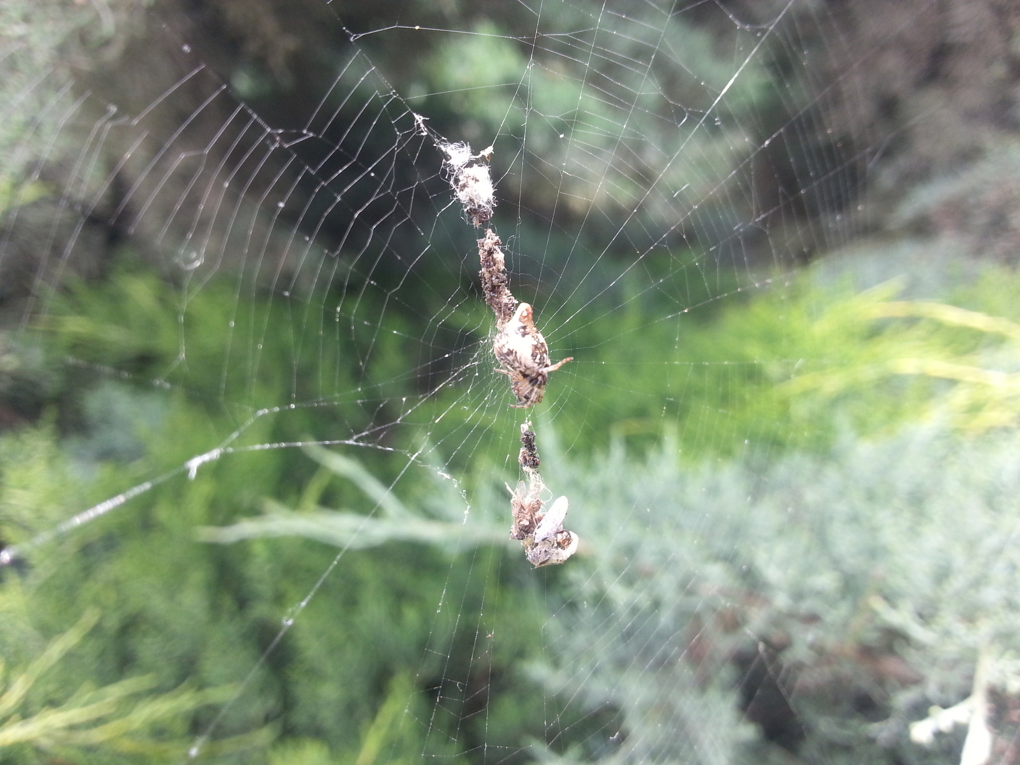 Samsung GT-I8750 sample photo. Spider web with... photography