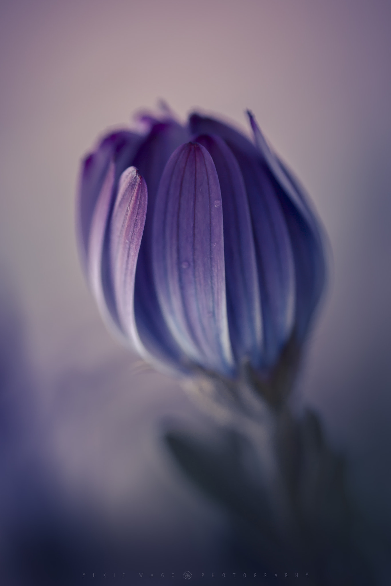 Tamron SP AF 90mm F2.8 Di Macro sample photo. *** photography