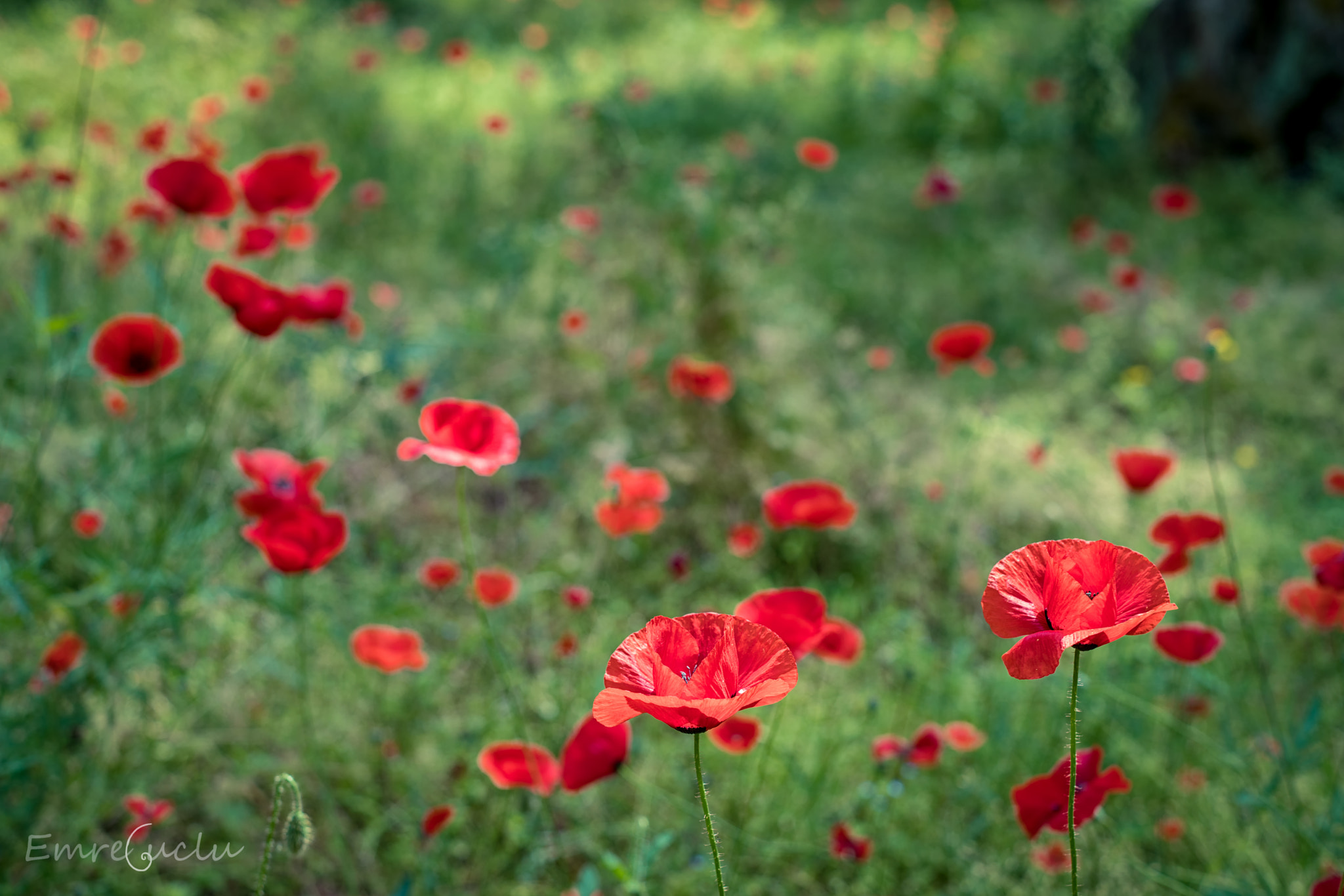 E 50mm F2 sample photo. Red photography