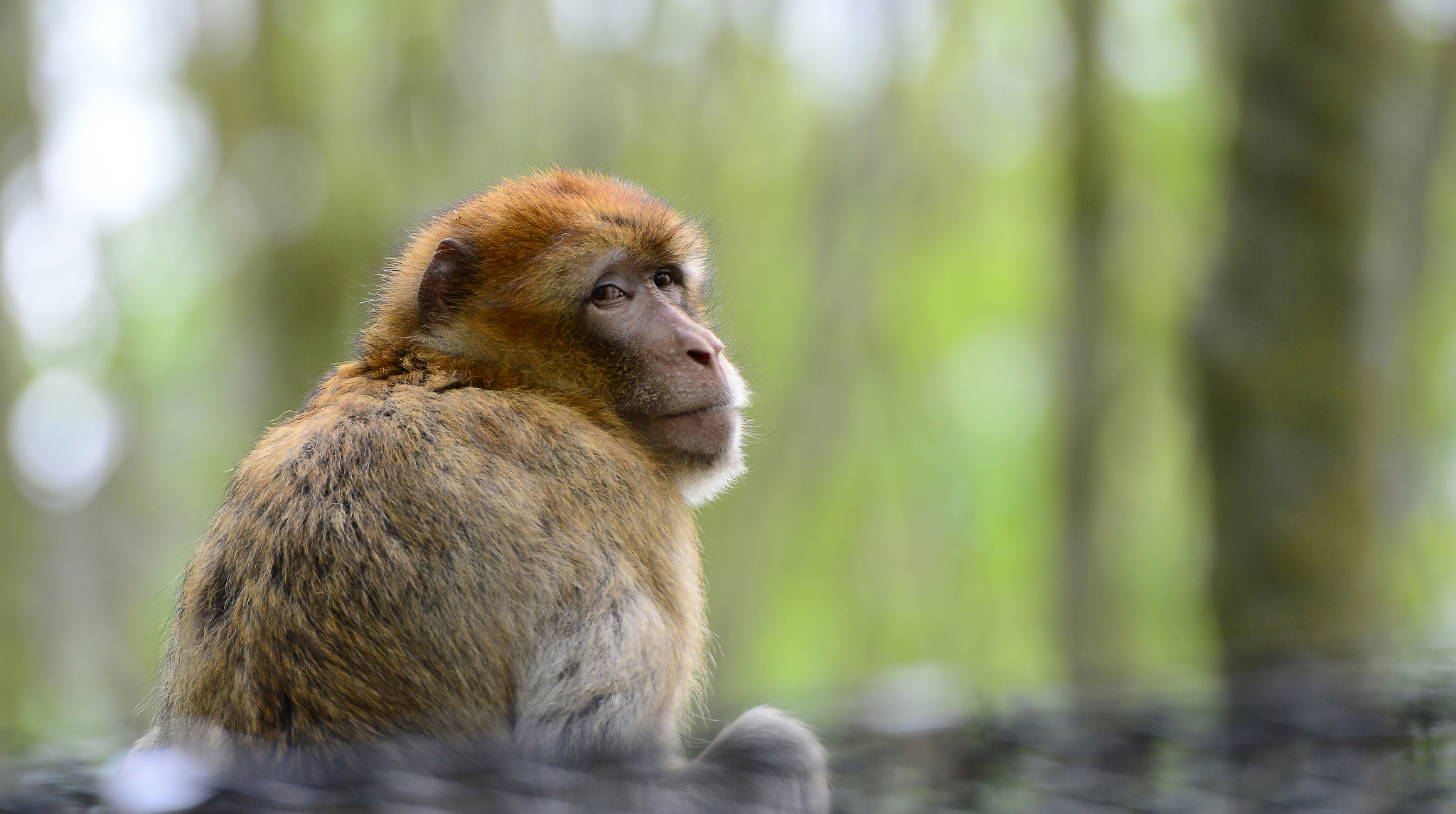 Nikon AF-S Nikkor 70-200mm F2.8G ED VR II sample photo. I need a hug... photography