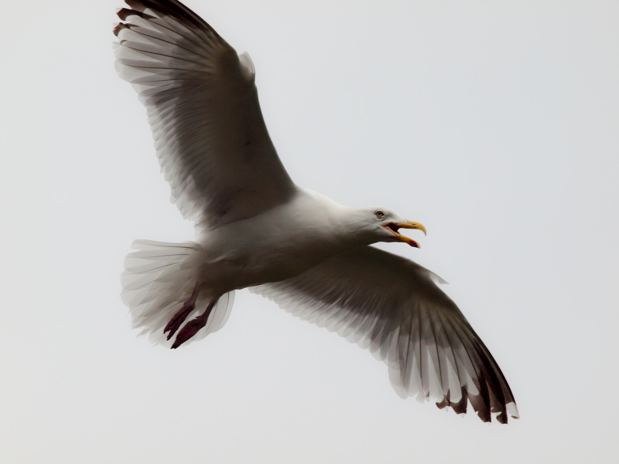 Olympus E-30 sample photo. Seagull gliding/gaviota planeando photography