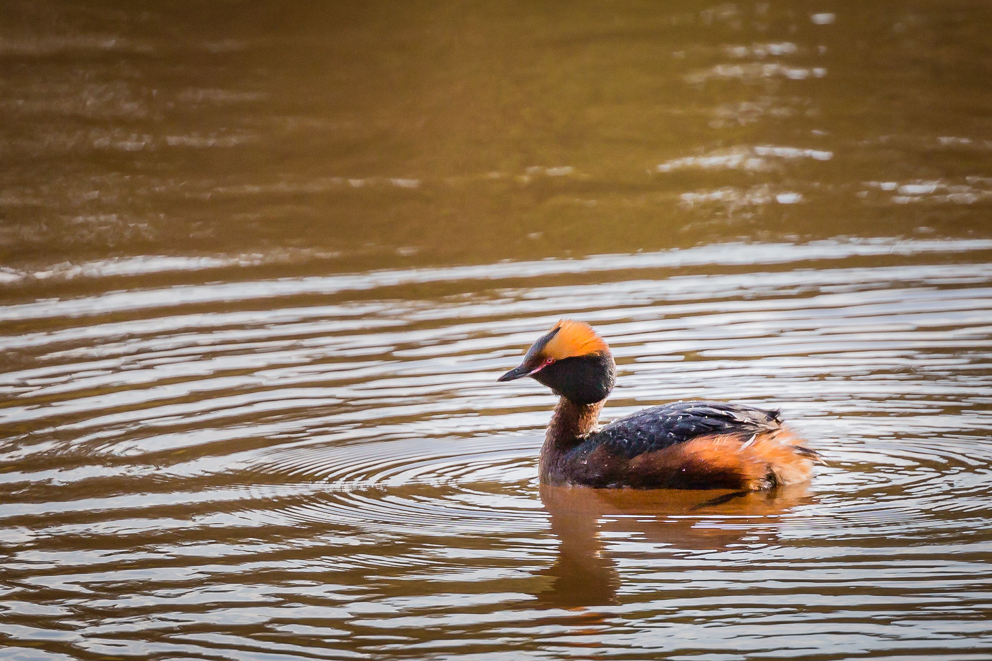 Canon EF 100-400mm F4.5-5.6L IS II USM sample photo