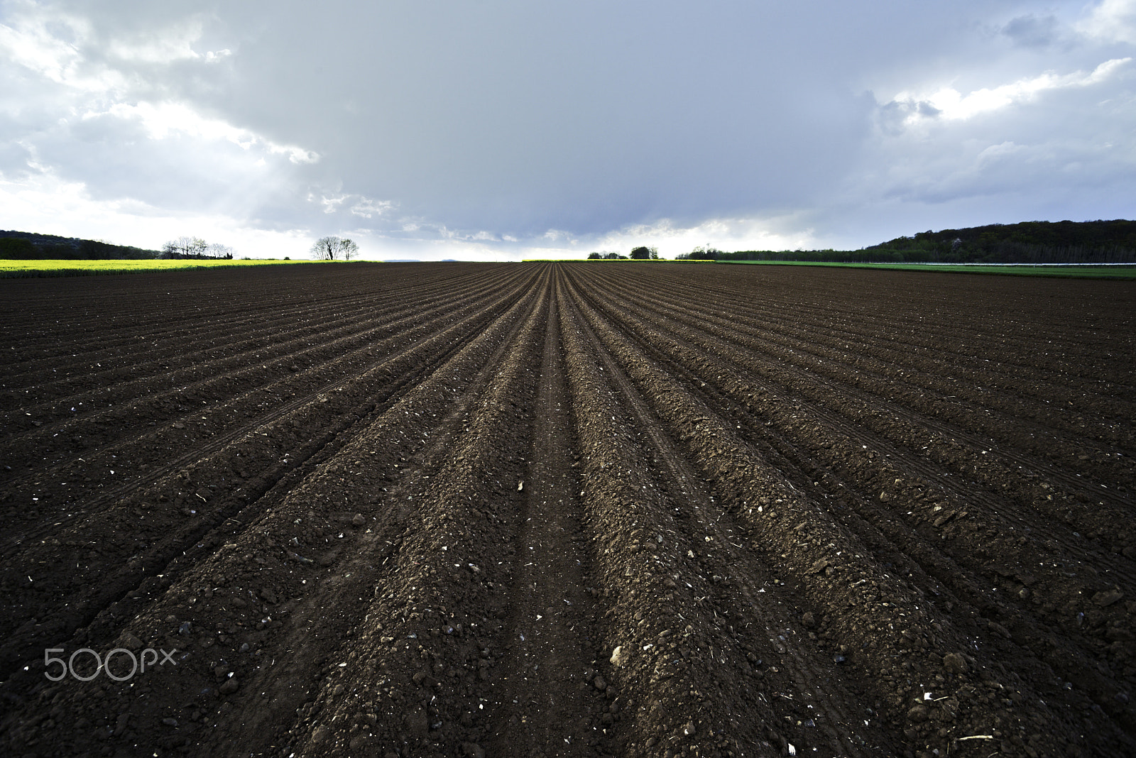 Nikon D600 sample photo. Potatoes fields photography