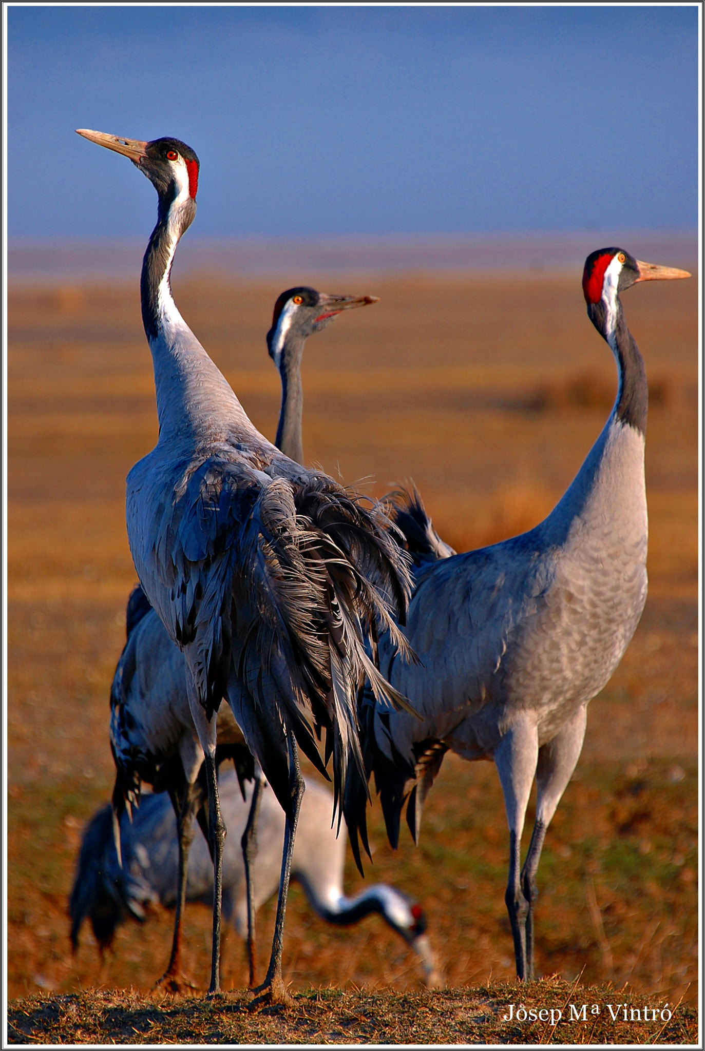 Nikon D70 sample photo. Grulles a gallocanta photography