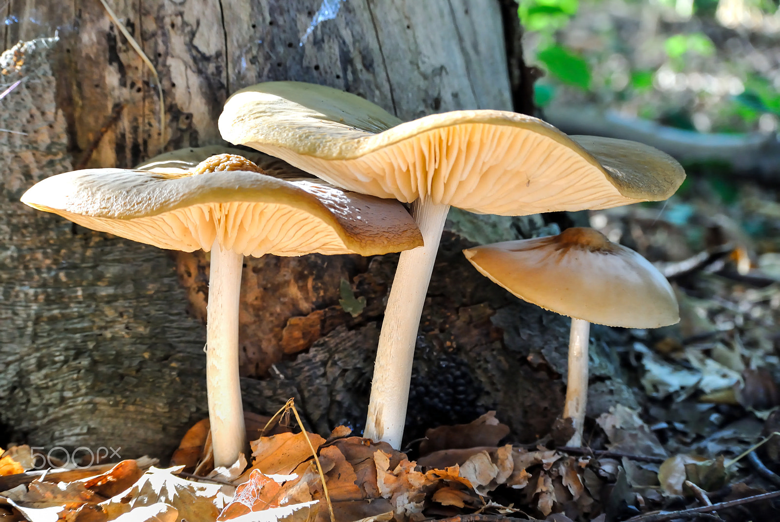 Nikon 1 Nikkor VR 30-110mm F3.8-5.6 sample photo. Mushrooms on tree stump photography