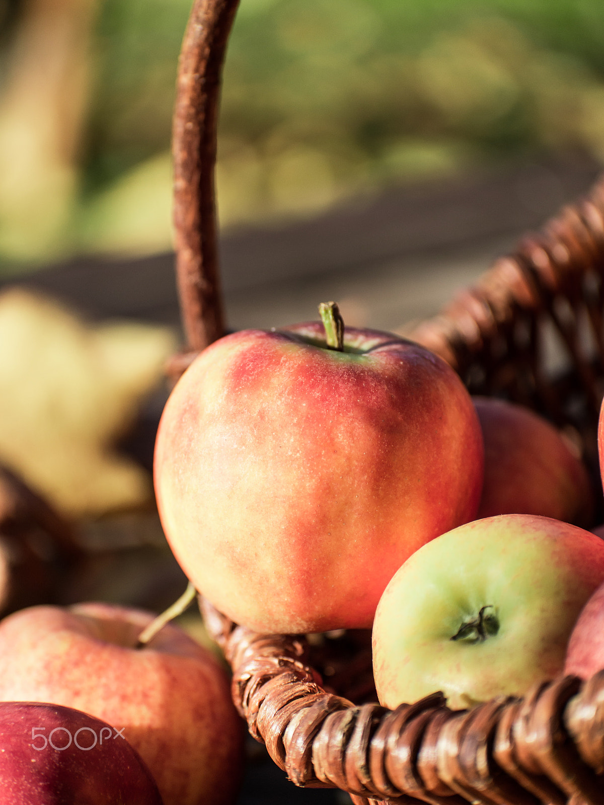 Olympus PEN E-P5 sample photo. Apple picking photography