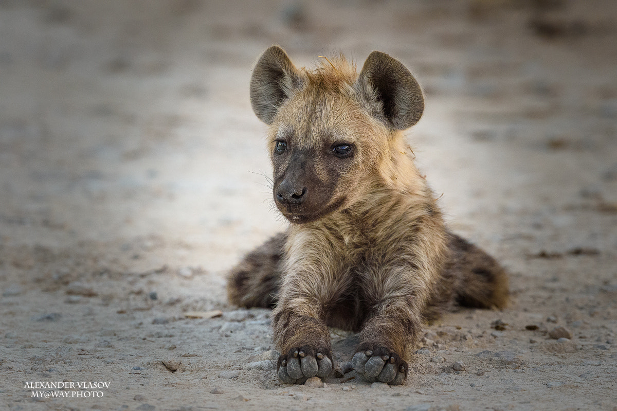 Nikon AF-S Nikkor 500mm F4E FL ED VR sample photo. Spotted hyena cub photography