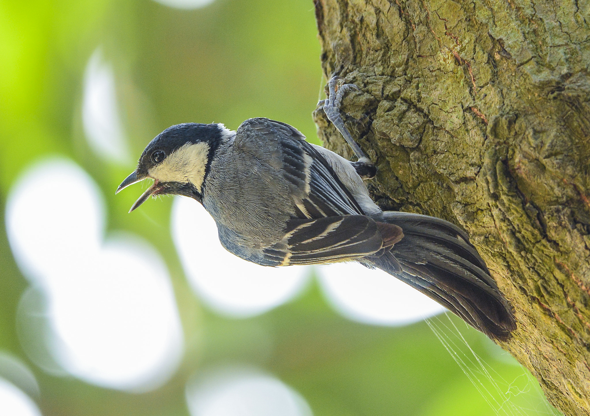 Nikon Nikkor AF-S 300mm F4E PF ED VR sample photo. Great tit photography
