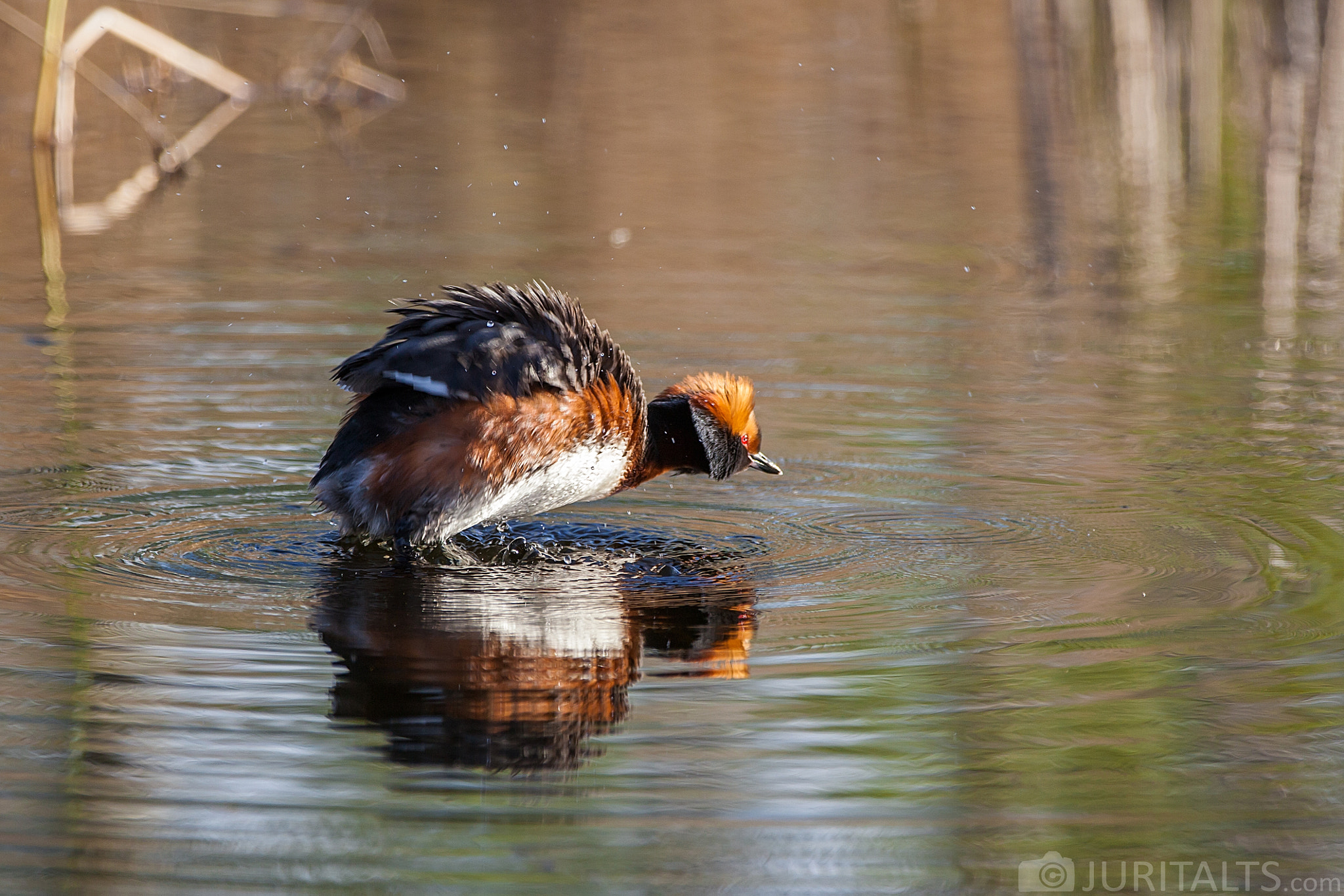 Canon EF 70-200mm F2.8L IS II USM sample photo. Horned grebe photography