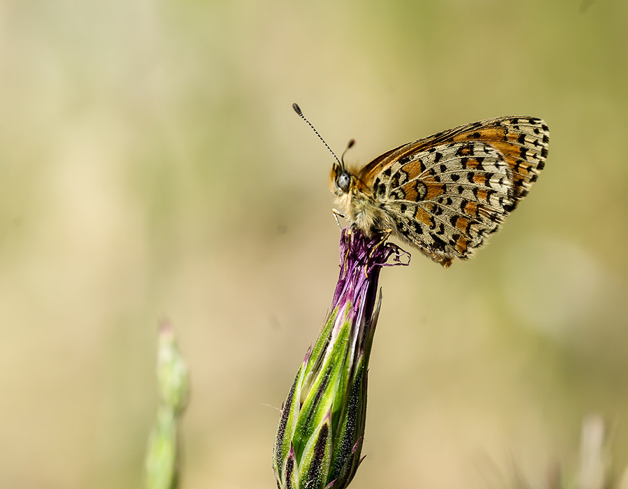 Pentax K20D + smc PENTAX-FA Macro 100mm F2.8 sample photo. Iparhan photography