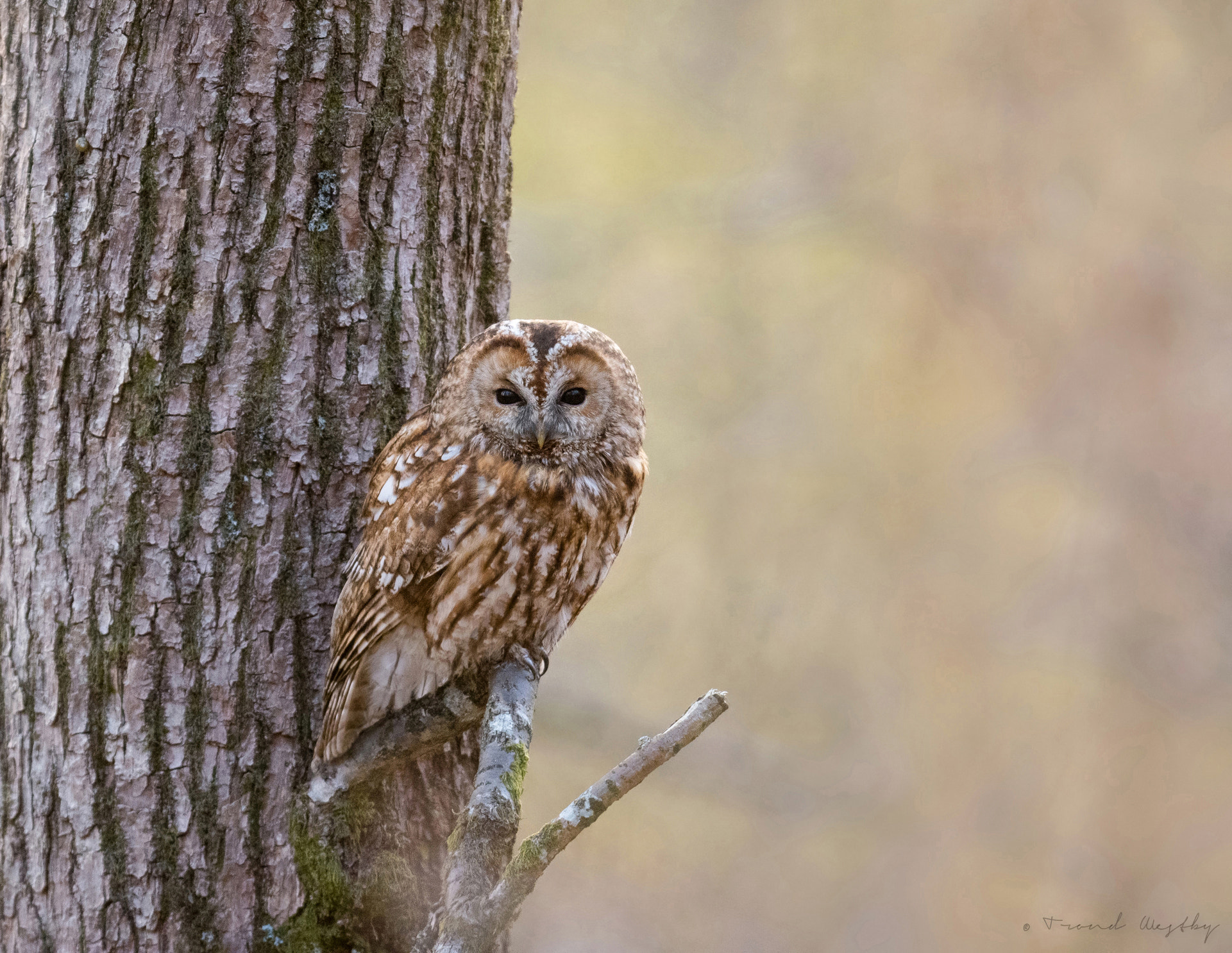 Nikon AF-S Nikkor 300mm F2.8G ED VR II sample photo. Tawny owl photography
