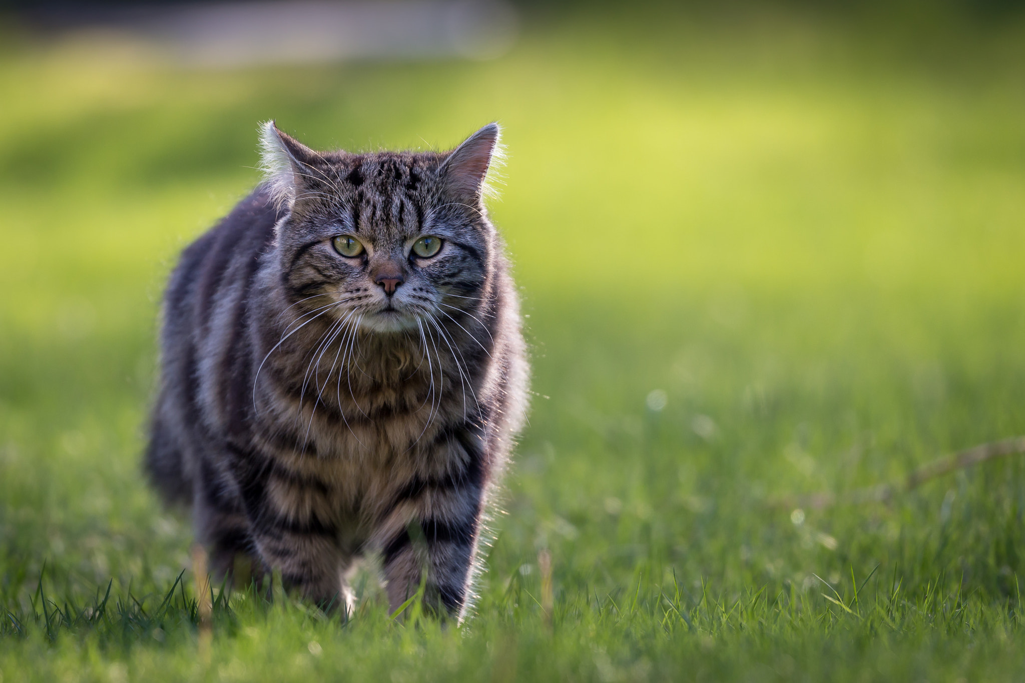 Canon EF 100-400mm F4.5-5.6L IS II USM sample photo. Cat photography