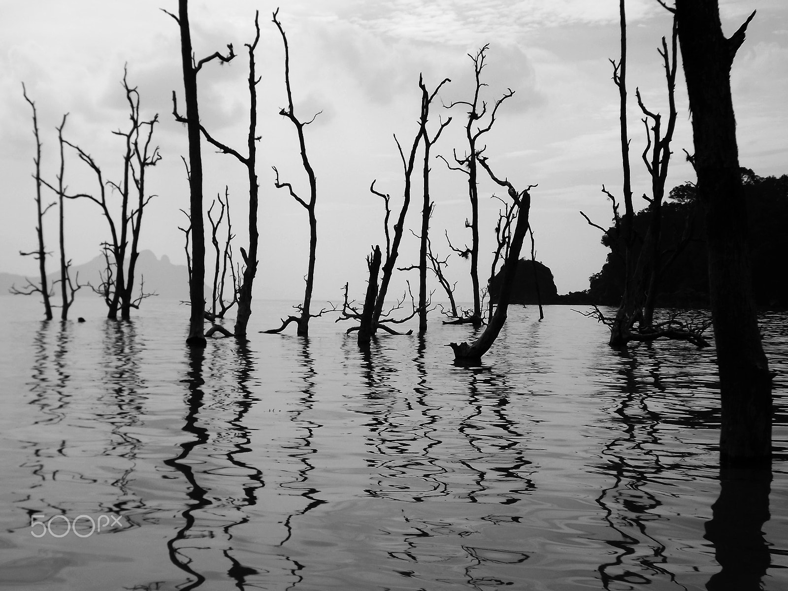 Fujifilm FinePix S3400 sample photo. Mangrove, borneo, malaysia photography