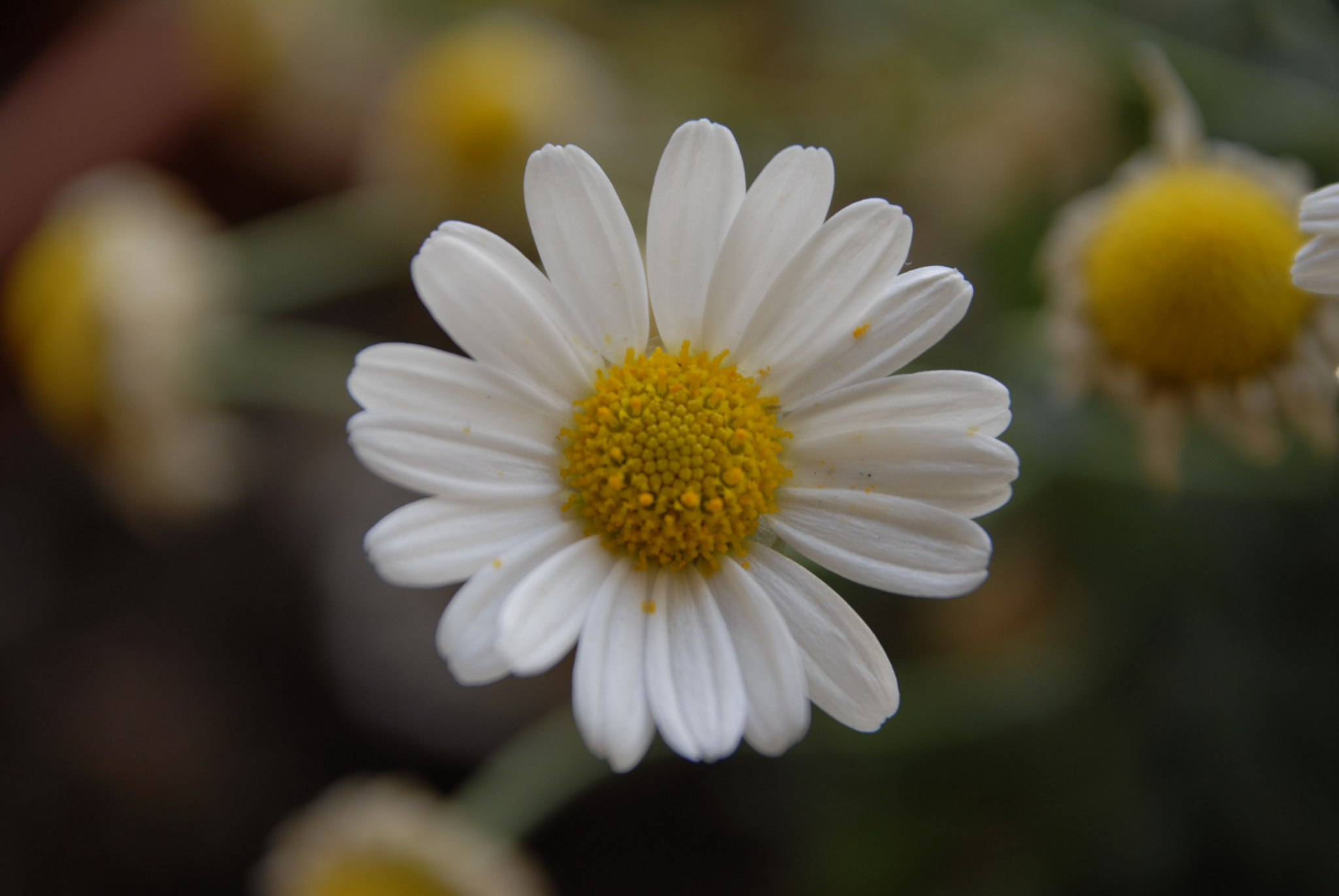 Sigma 17-70mm F2.8-4 DC Macro OS HSM sample photo. Margherita.... photography