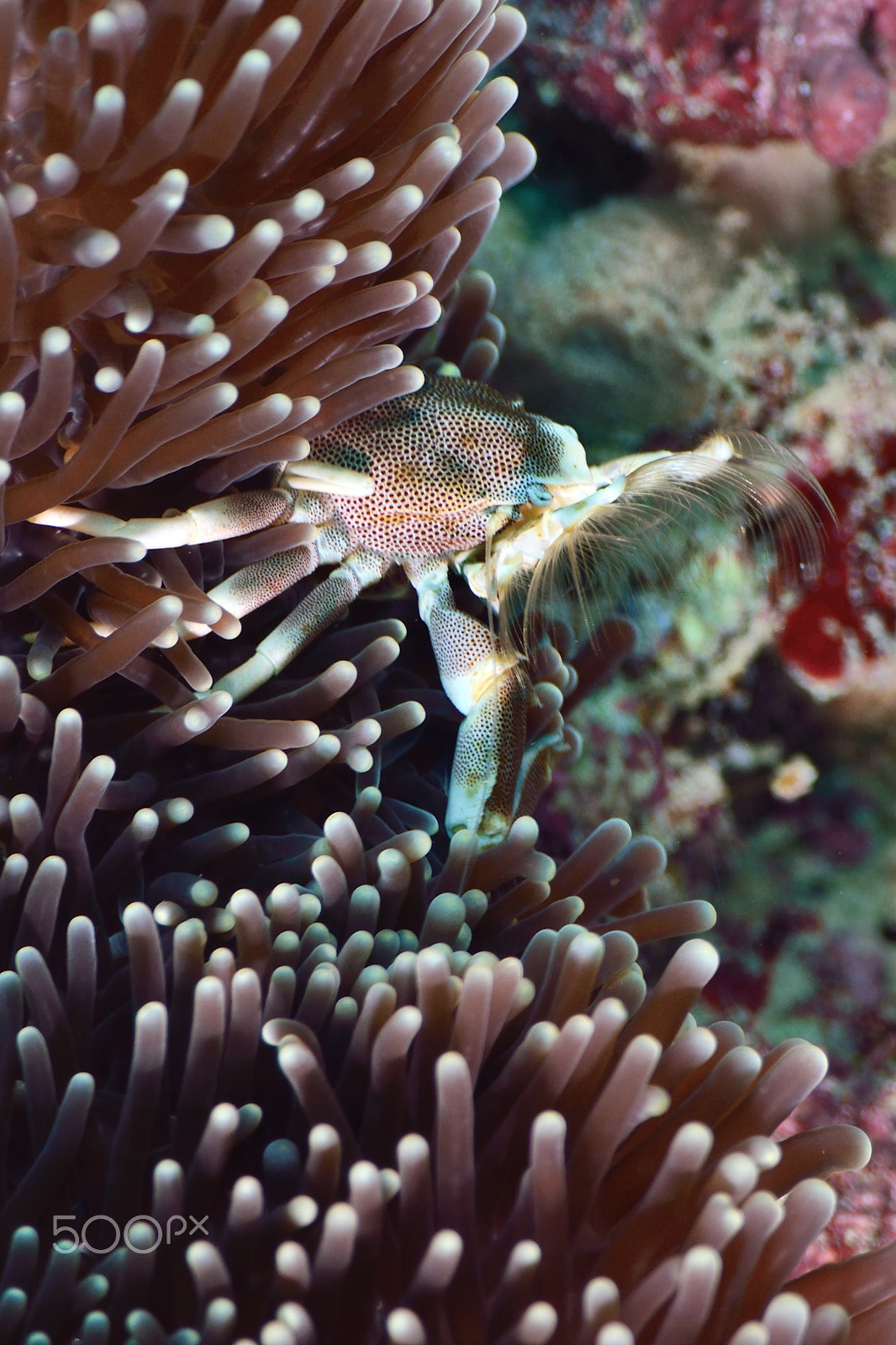 Nikon D800E sample photo. Porcelan crab photography