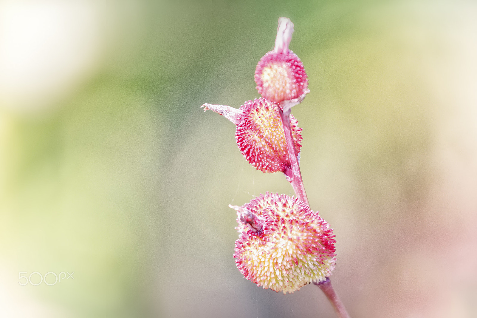 Nikon AF-S Nikkor 70-200mm F4G ED VR sample photo. Dreamy flower photography