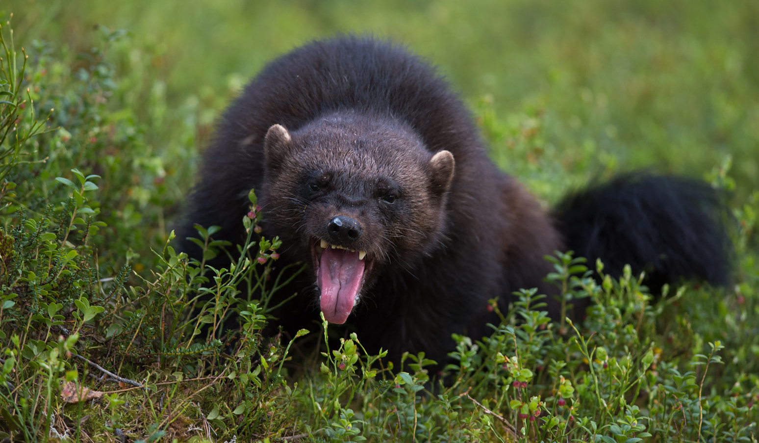 Nikon Df + Nikon AF-S Nikkor 300mm F4D ED-IF sample photo. Wolverine smile photography